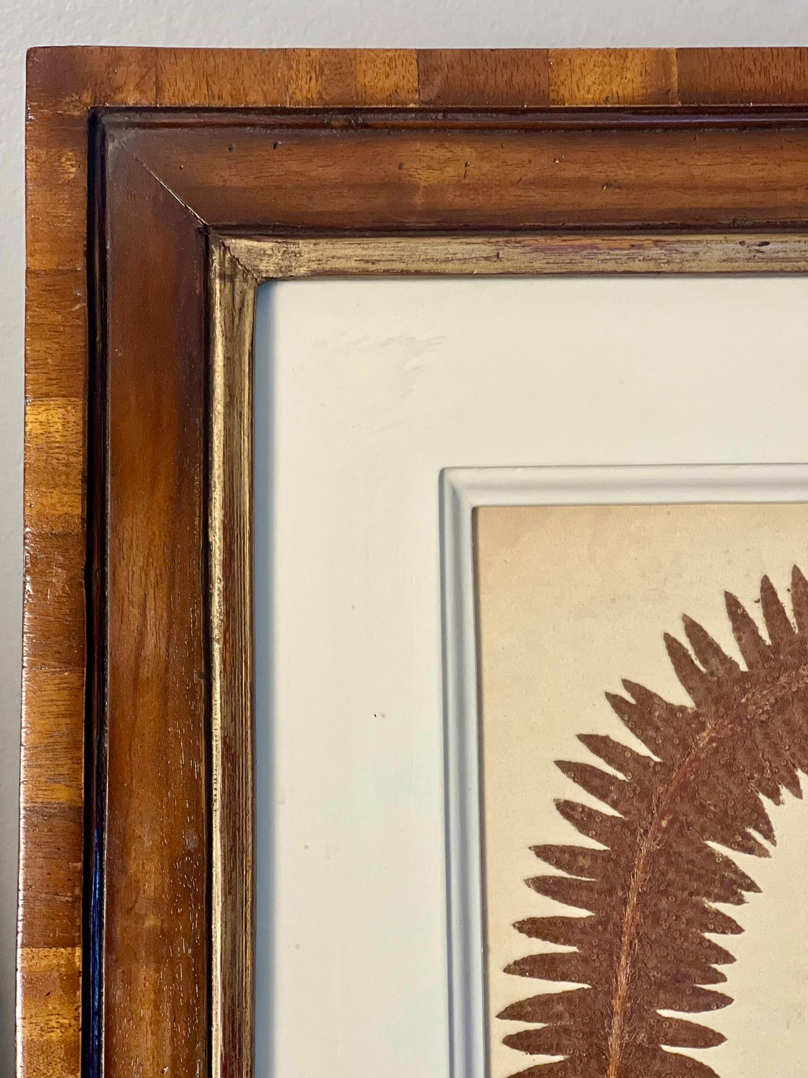 Gravures à la fougère du jardin botanique de New York dans des cadres en noyer fabriqués à la main par Trowbridge en vente 4