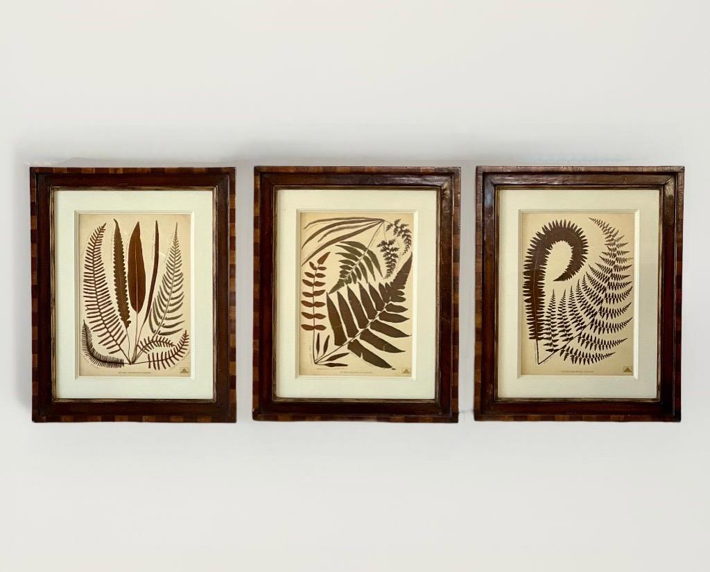 Ensemble de trois tirages de la collection ancienne du Jardin botanique de New York dans des cadres fabriqués à la main par la Trowbridge Gallery. Chaque impression, dans des tons terreux de vert profond et de brun, présente différents groupes de