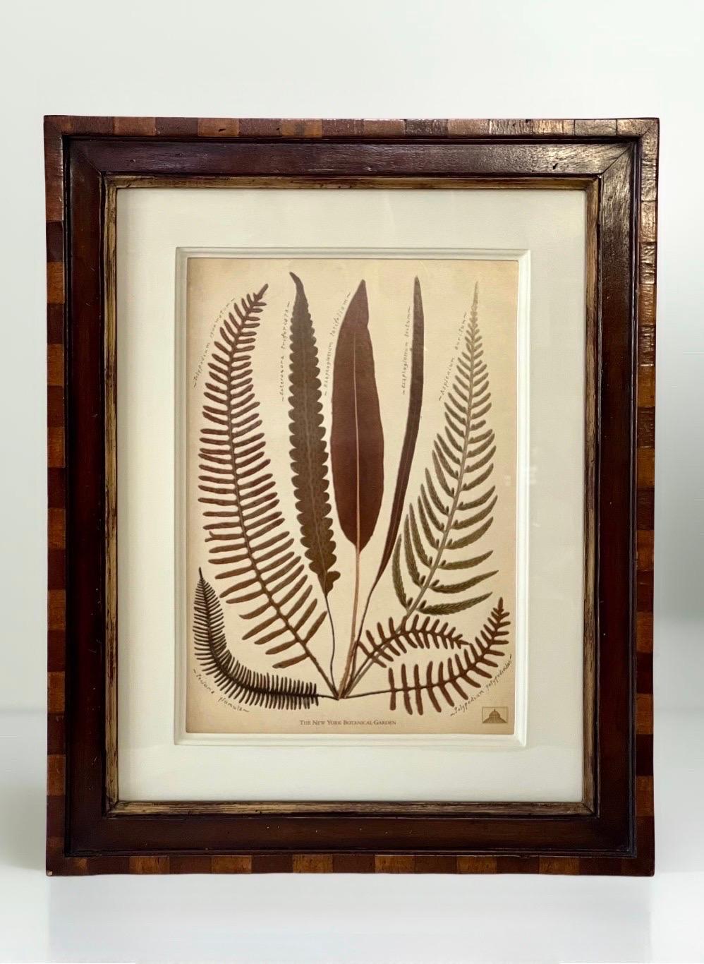 Anglais Gravures à la fougère du jardin botanique de New York dans des cadres en noyer fabriqués à la main par Trowbridge en vente