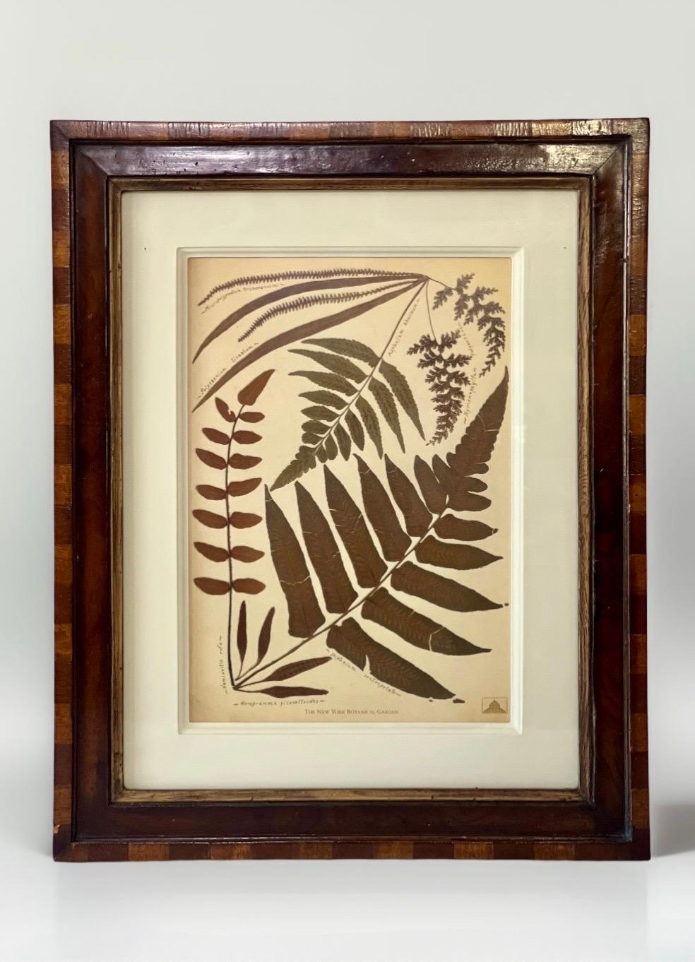 Fait main Gravures à la fougère du jardin botanique de New York dans des cadres en noyer fabriqués à la main par Trowbridge en vente