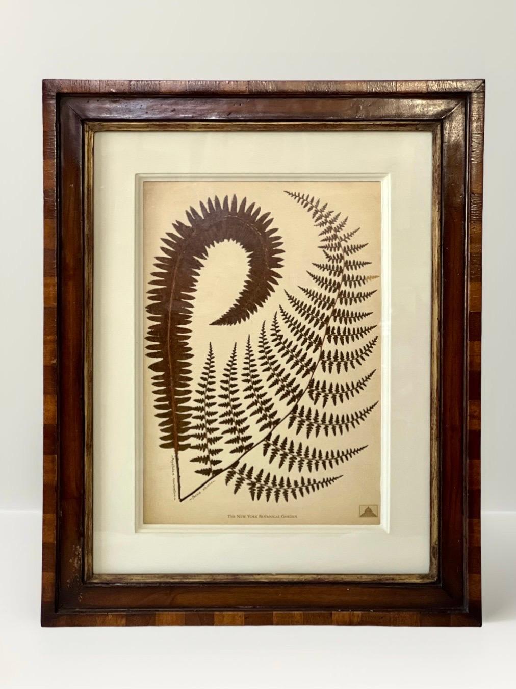 Gravures à la fougère du jardin botanique de New York dans des cadres en noyer fabriqués à la main par Trowbridge Bon état - En vente à Doylestown, PA