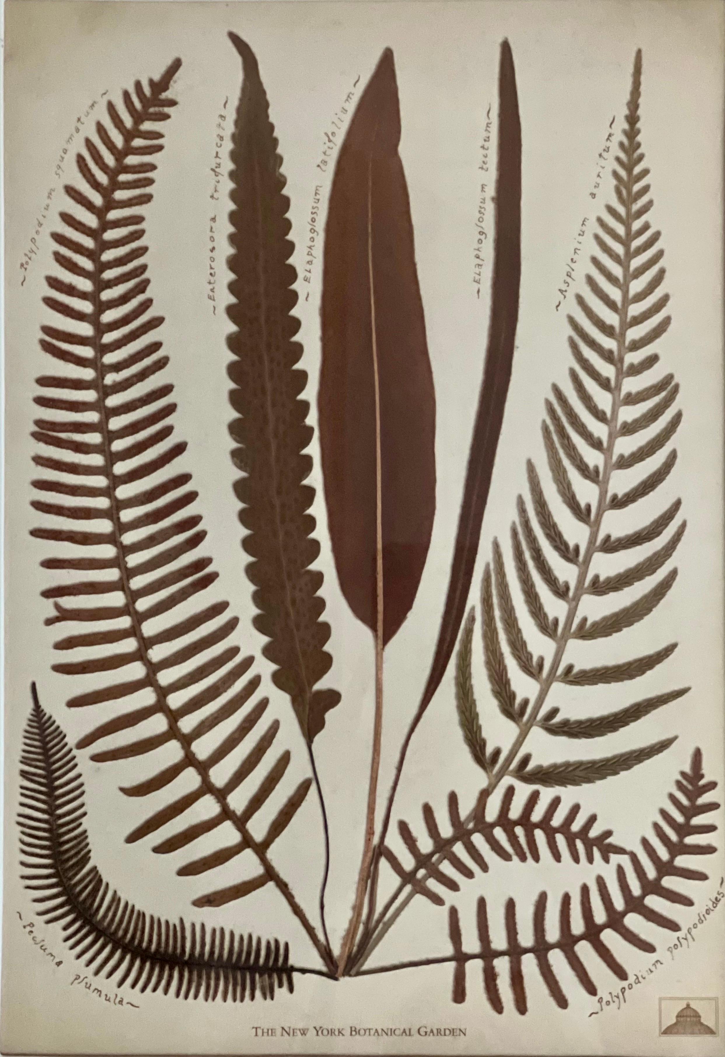 XXIe siècle et contemporain Gravures à la fougère du jardin botanique de New York dans des cadres en noyer fabriqués à la main par Trowbridge en vente