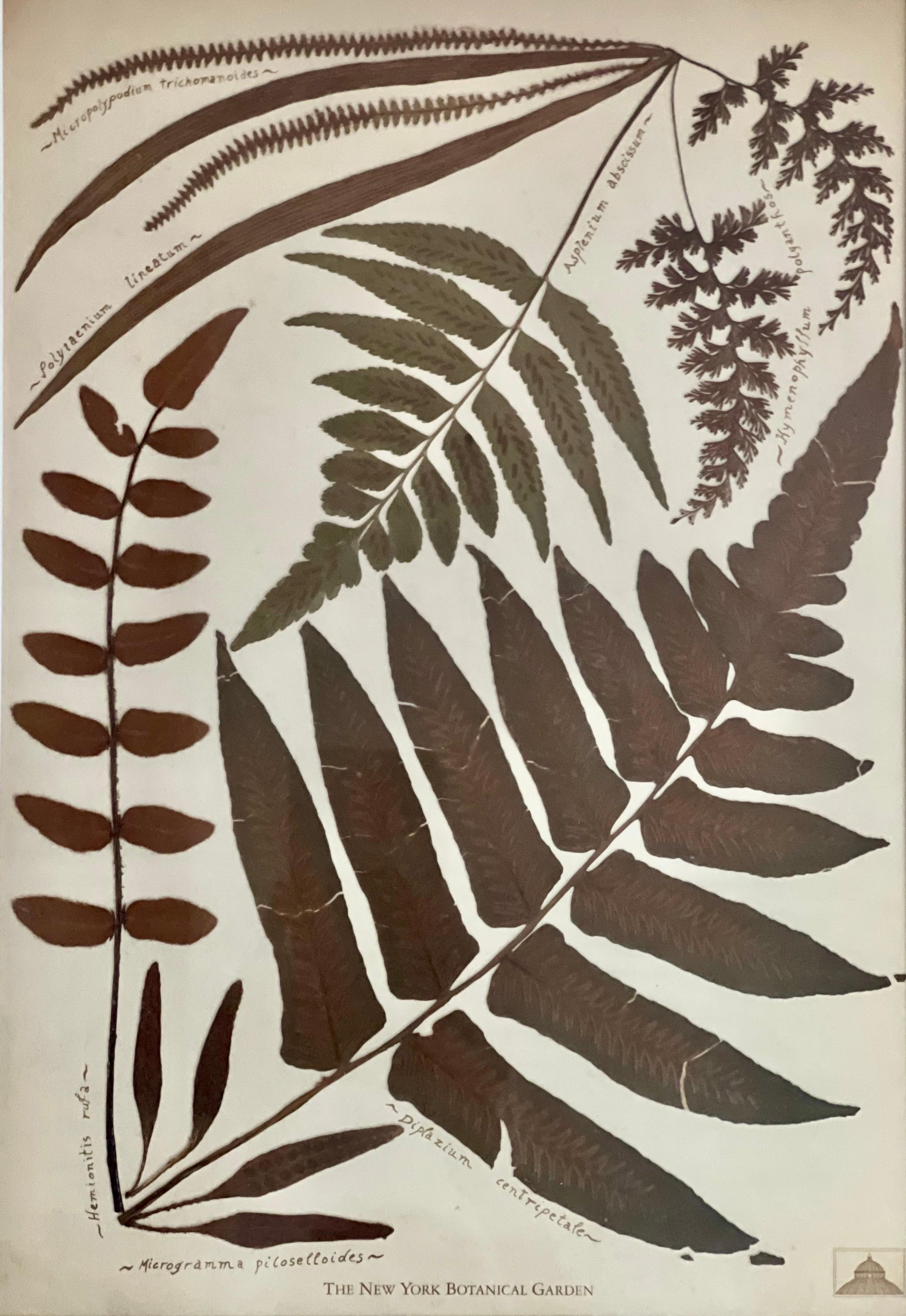 Verre Gravures à la fougère du jardin botanique de New York dans des cadres en noyer fabriqués à la main par Trowbridge en vente