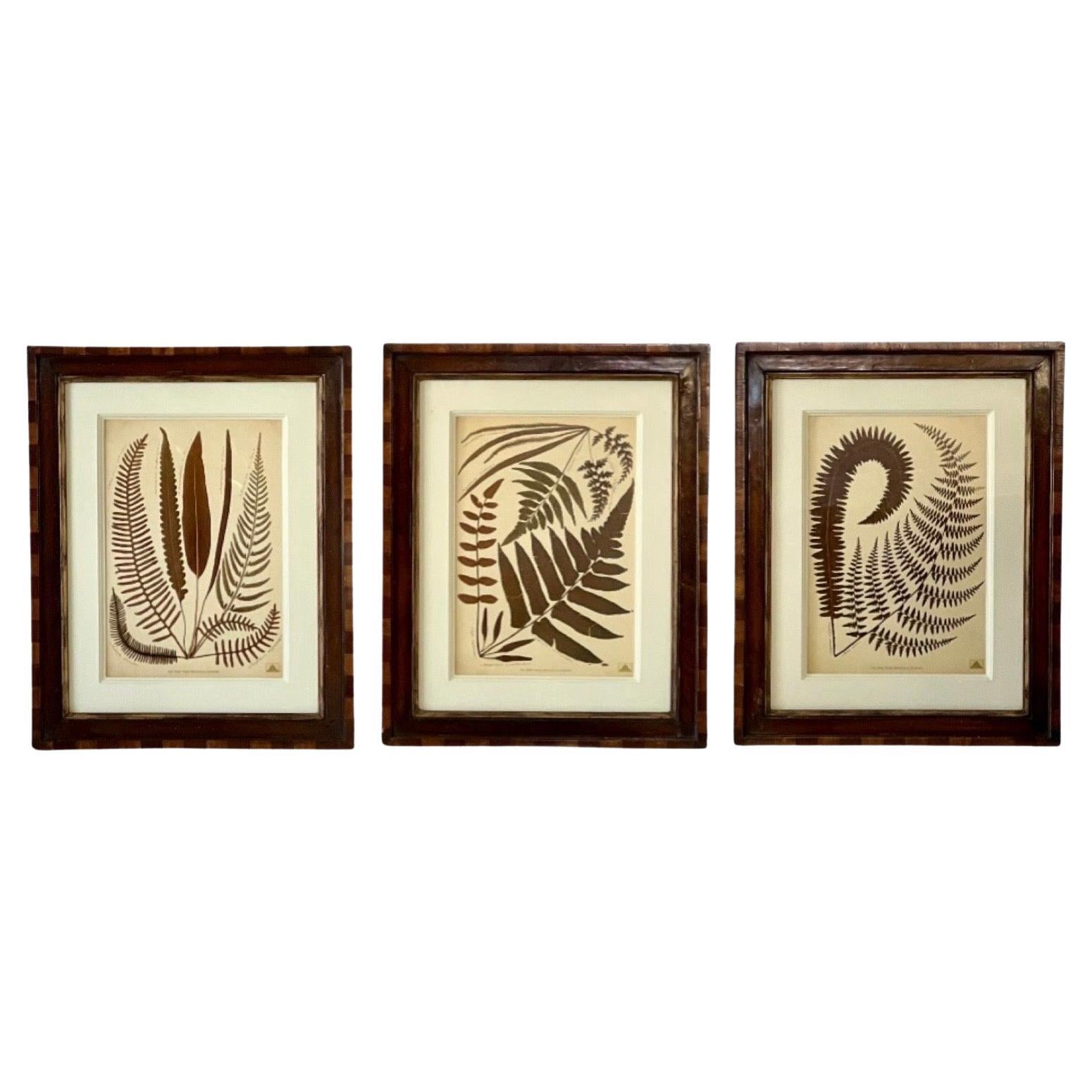 New York Botanical Garden Fern Prints in Handcrafted Walnut Frames by Trowbridge