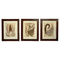 New York Botanical Garden Fern Prints in Handcrafted Walnut Frames by Trowbridge