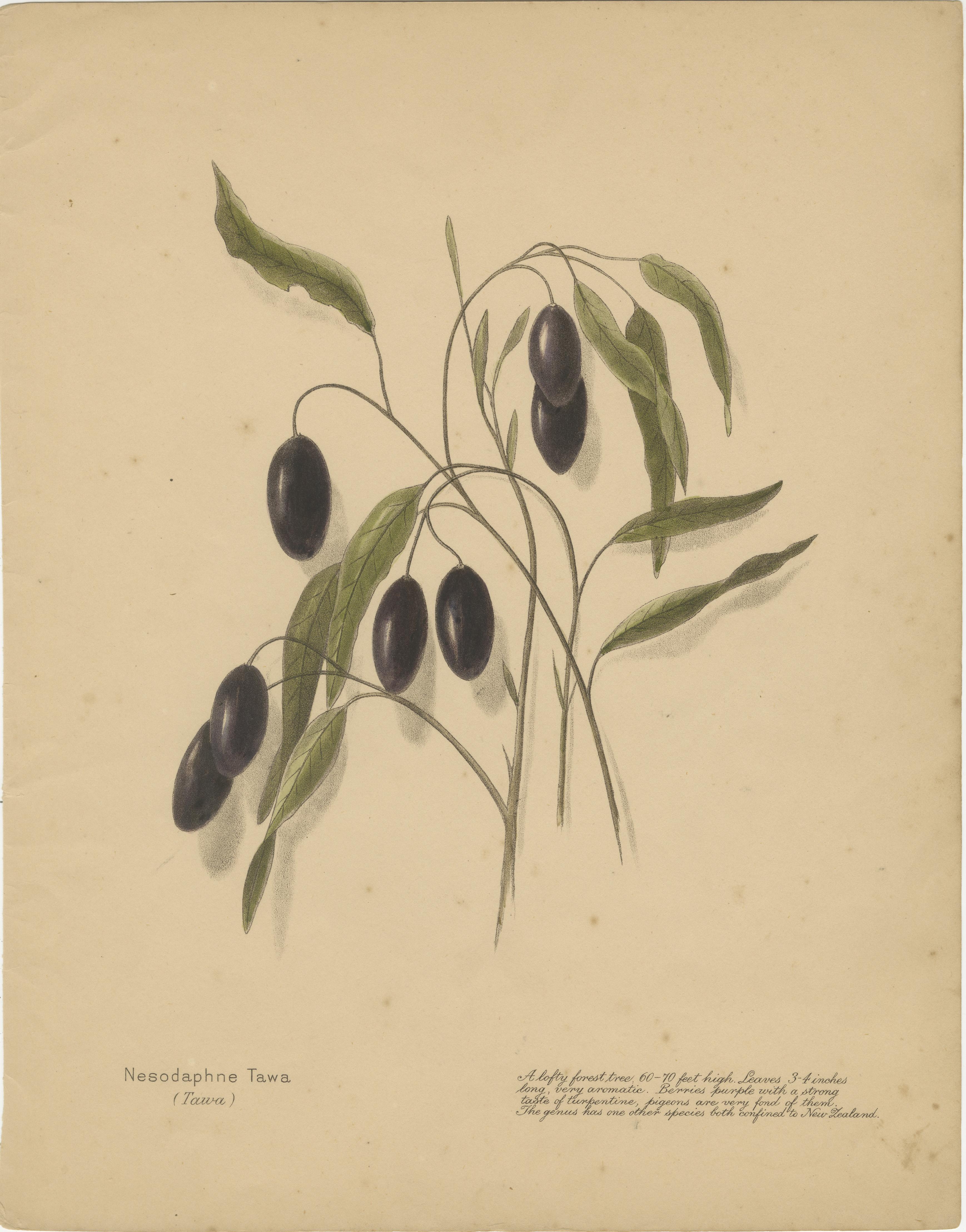 New Zealand Botanical Fruit Studies – Set of Three Lithographs, 1890

A captivating trio of hand-colored lithographs from the rare 1890 publication New Zealand Berries, this set showcases indigenous fruiting plants native to New Zealand in