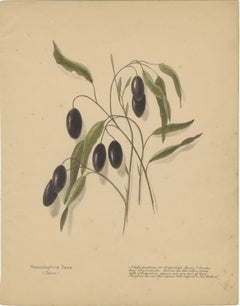 Études botaniques de fruits de Nouvelle-Zélande - Ensemble de trois lithographies, 1890