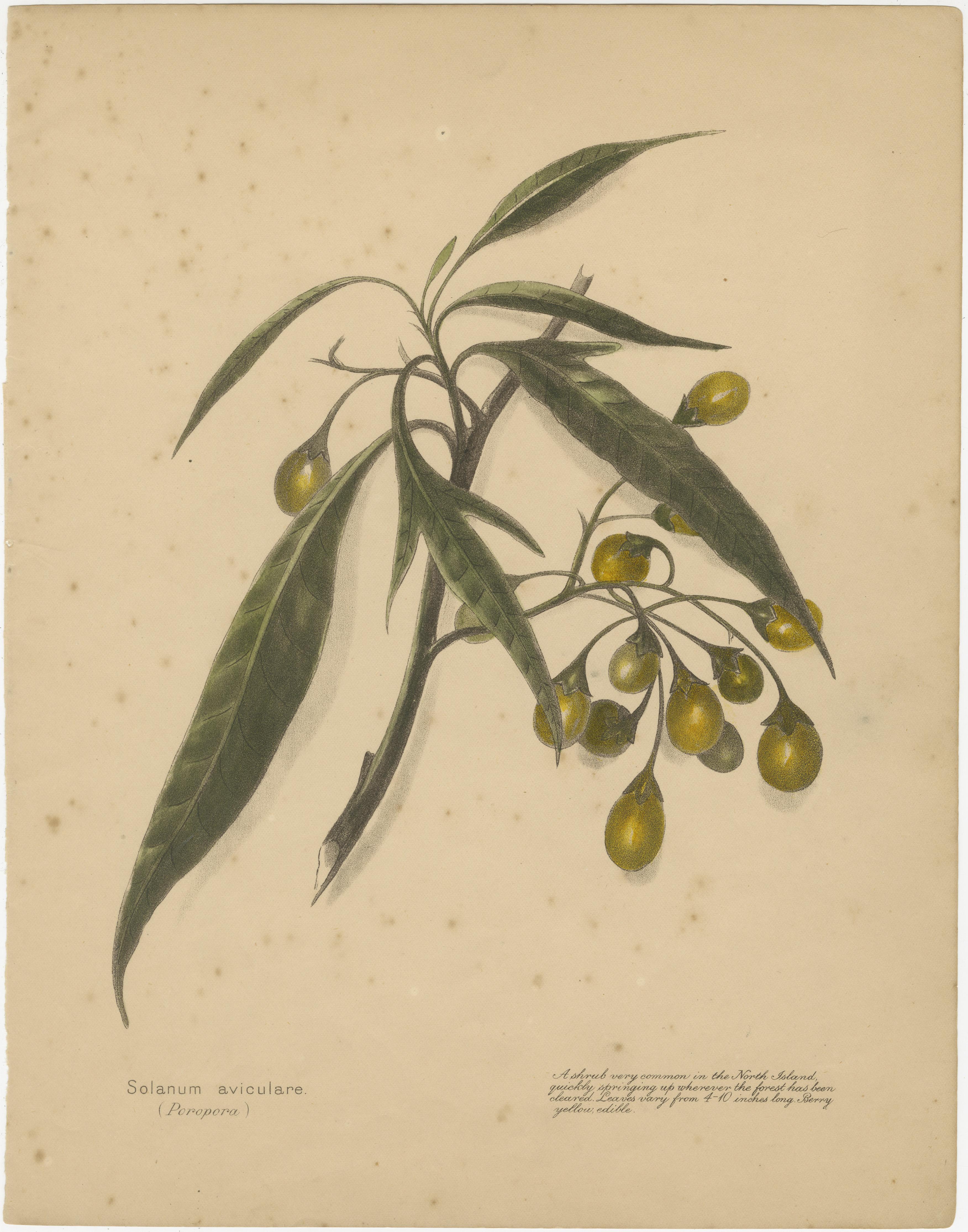 New Zealand Botanical Fruit Studies – Set of Three Lithographs, 1890 In Good Condition For Sale In Langweer, NL