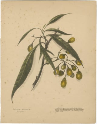 New Zealand Botanical Fruit Studies, Set of Three Lithographs, 1890, view 3