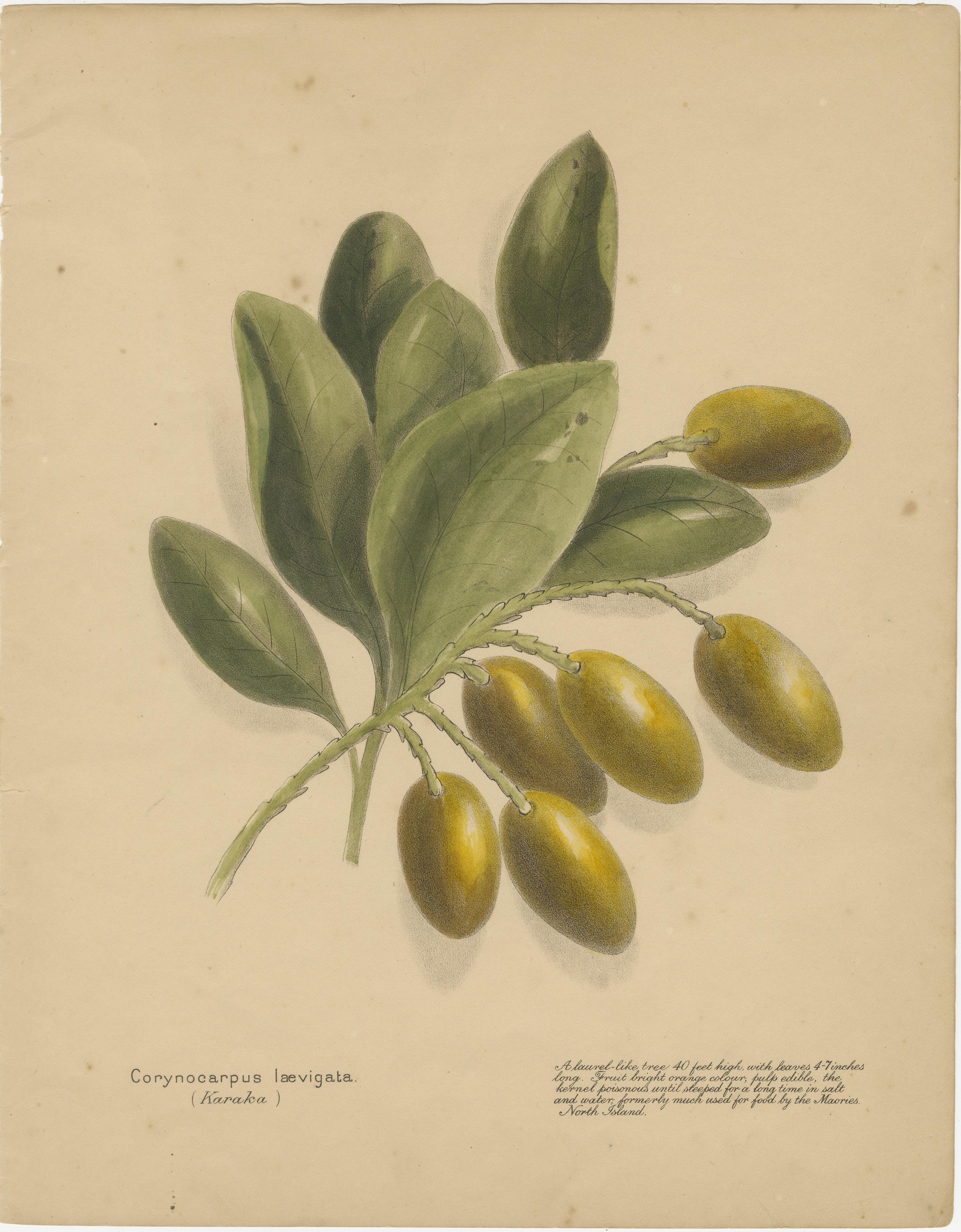 19th Century New Zealand Botanical Fruit Studies – Set of Three Lithographs, 1890 For Sale
