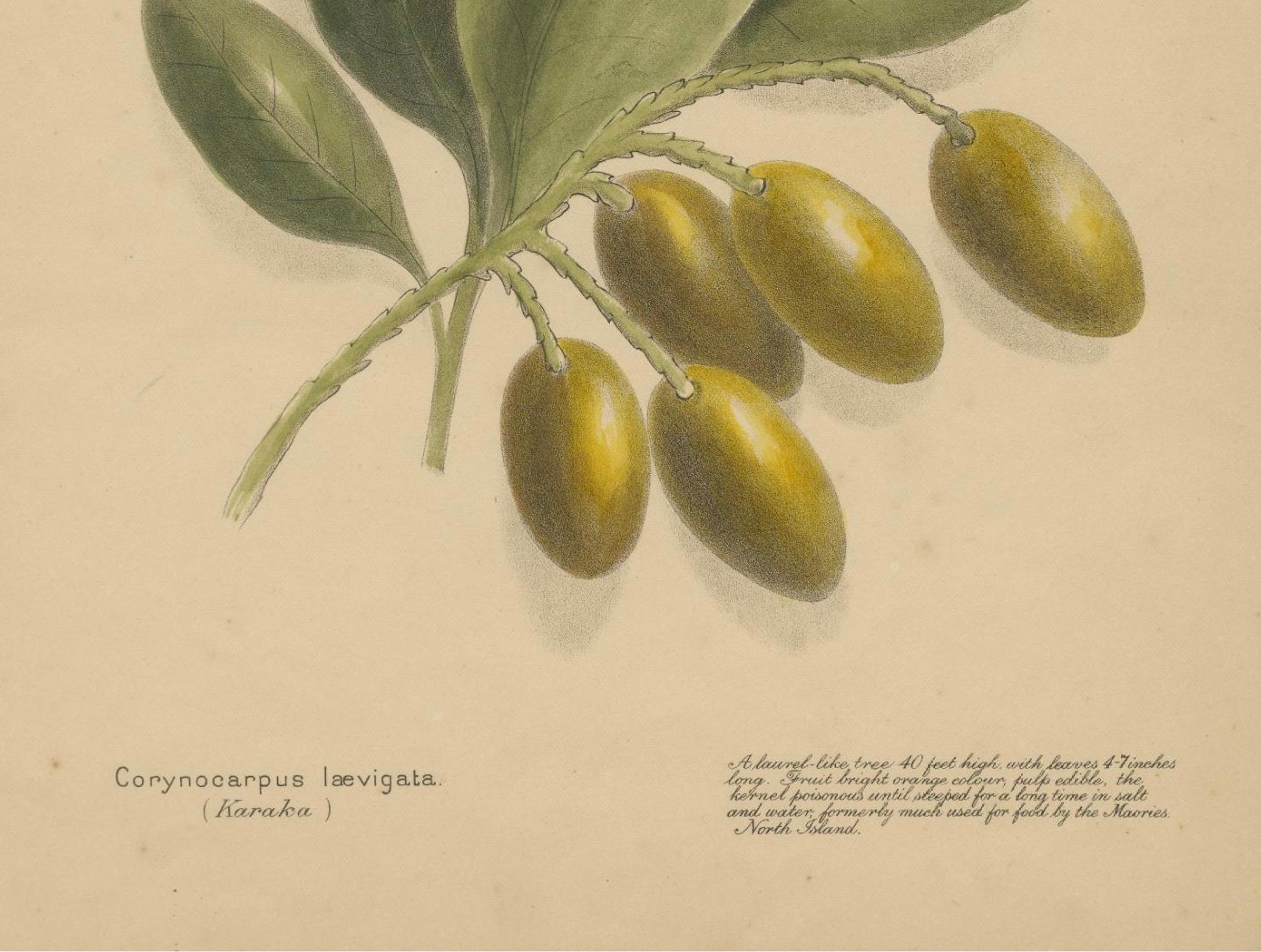New Zealand Botanical Fruit Studies – Set of Three Lithographs, 1890 For Sale 1
