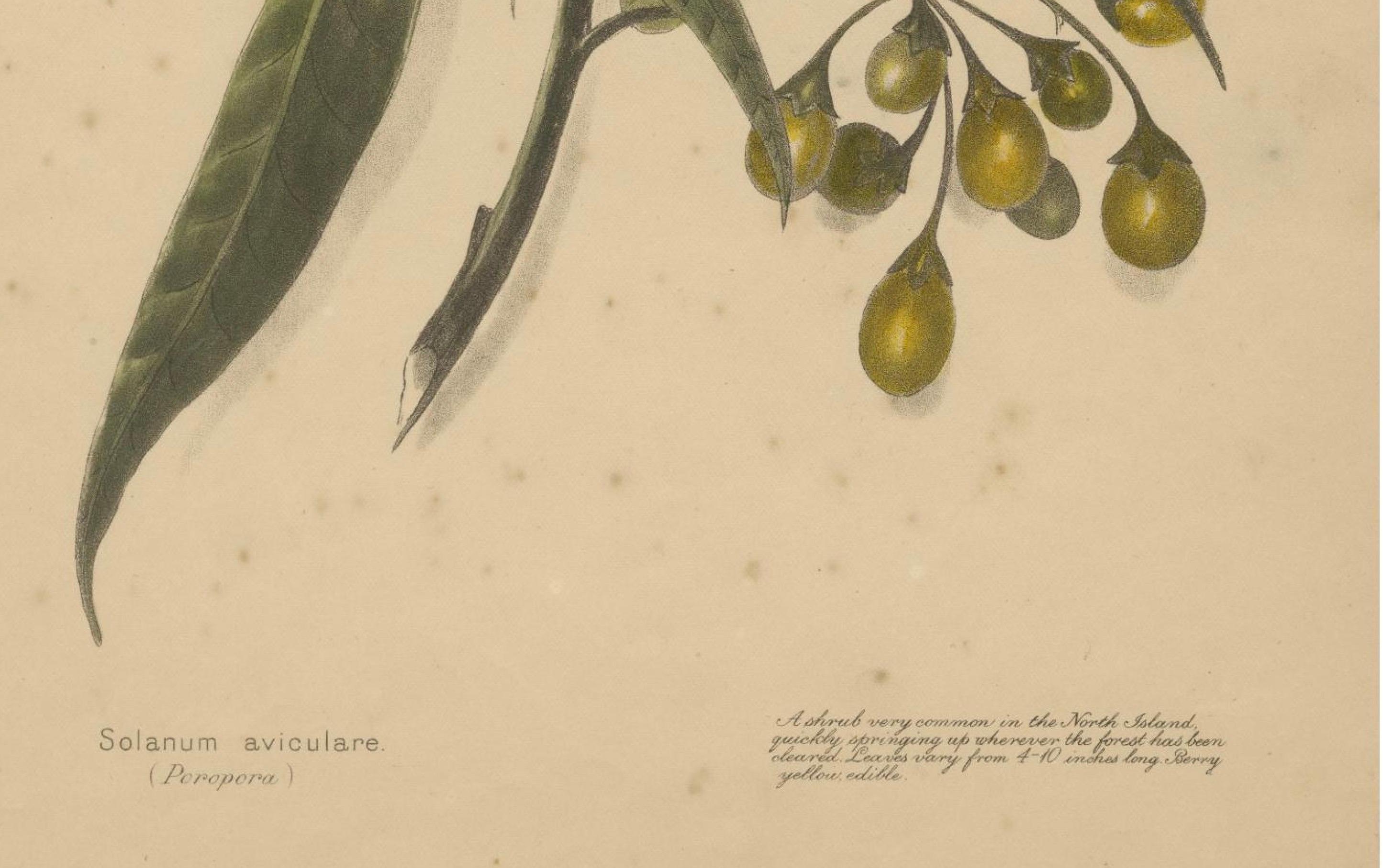 New Zealand Botanical Fruit Studies – Set of Three Lithographs, 1890 For Sale 2
