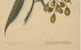 New Zealand Botanical Fruit Studies, Set of Three Lithographs, 1890, view 7