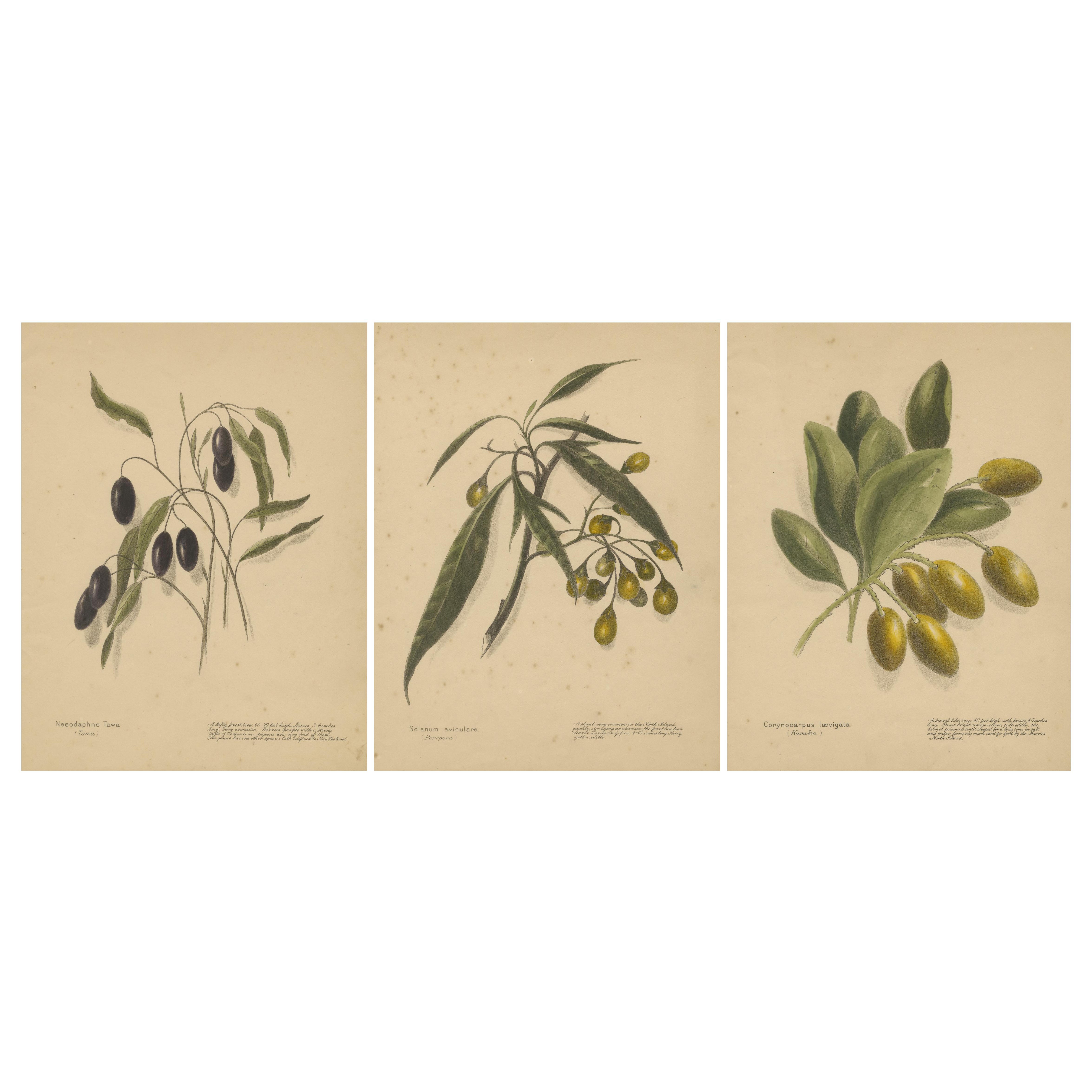 Neuseeländische botanische Fruchtstudien - Satz von drei Lithographien, 1890 im Angebot