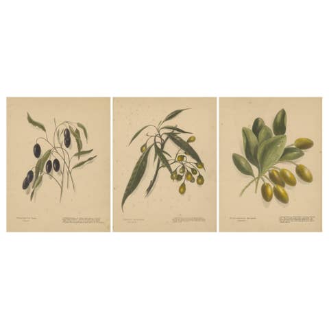 New Zealand Botanical Fruit Studies – Set of Three Lithographs, 1890