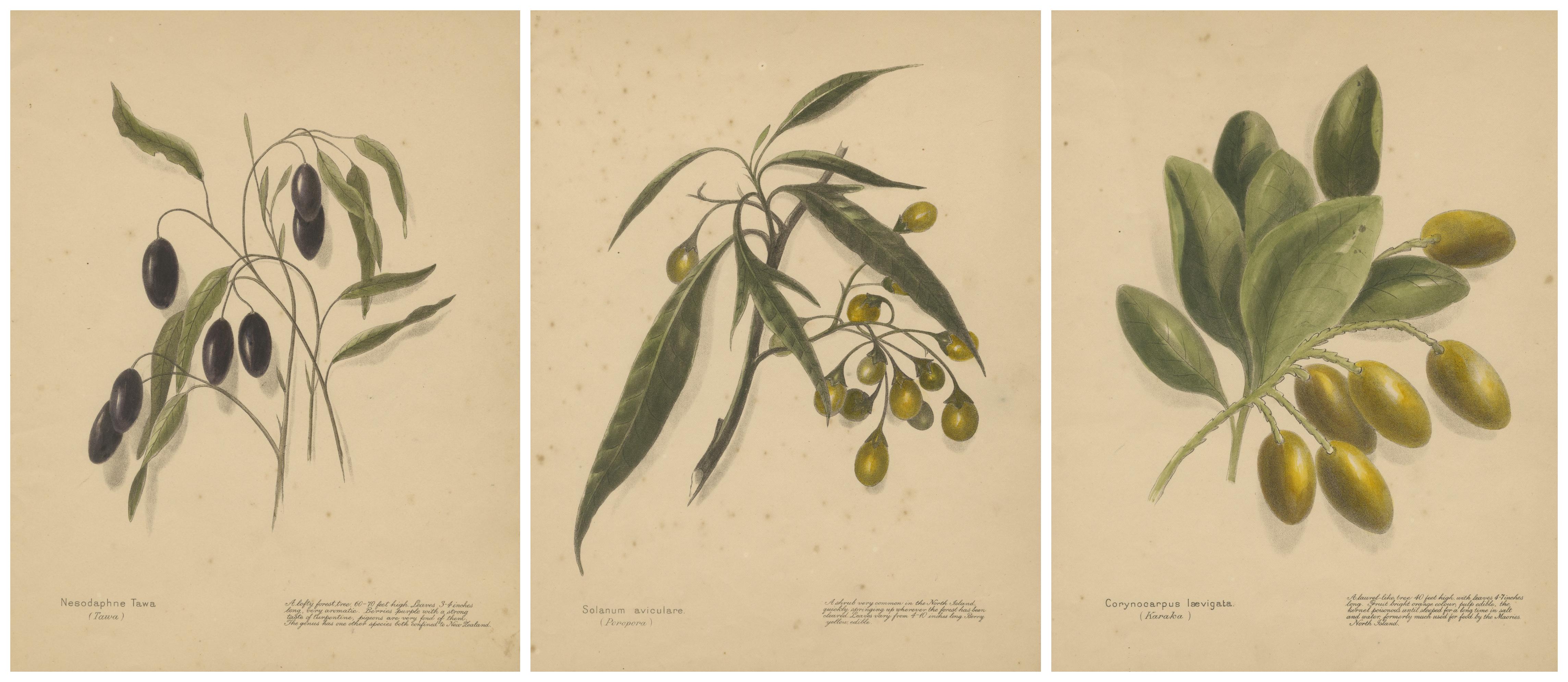 New Zealand Botanical Fruit Studies – Set of Three Lithographs, 1890 For Sale