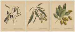 New Zealand Botanical Fruit Studies – Set of Three Lithographs, 1890