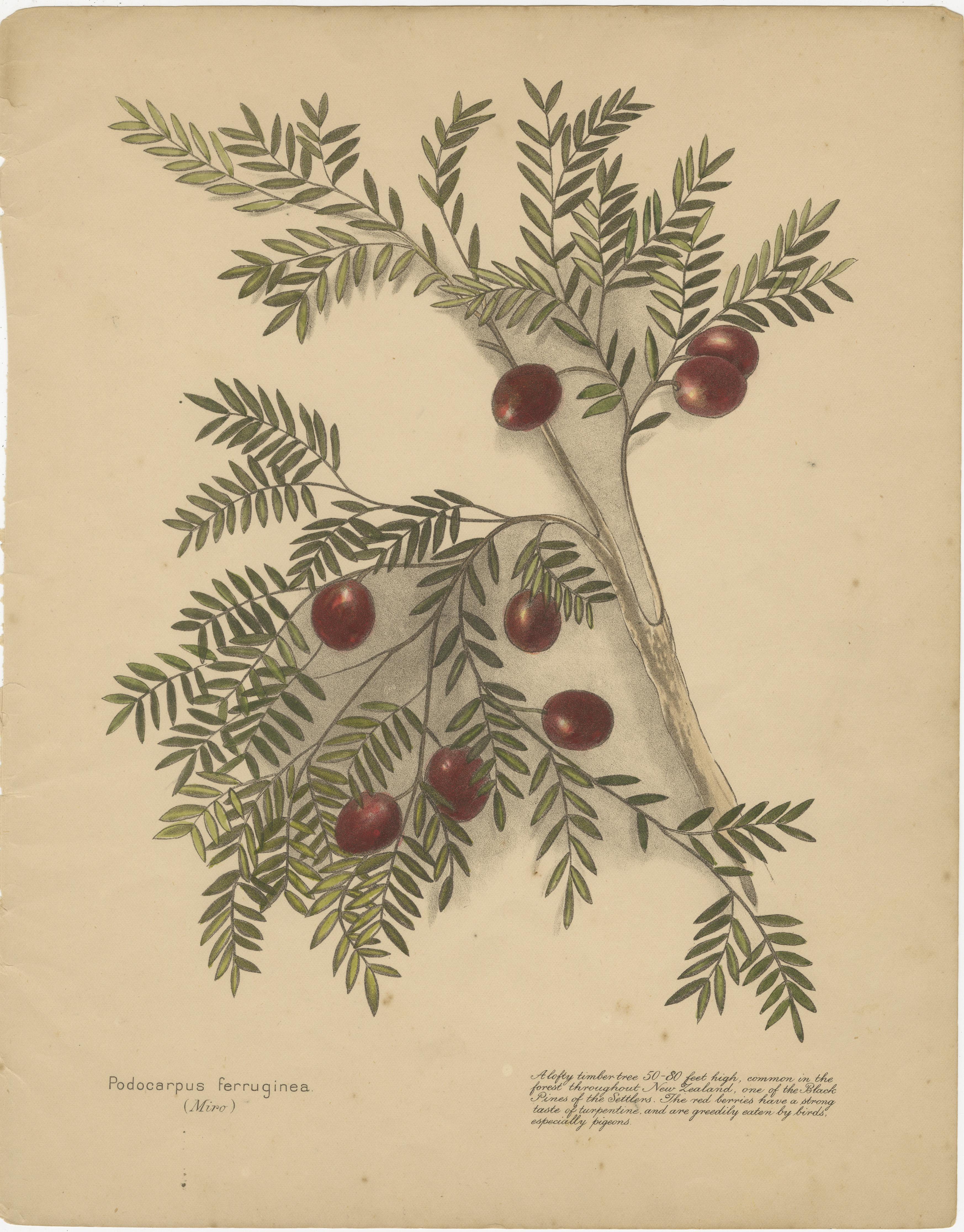 New Zealand Botanical Study – Hand-Colored Lithograph Set with Miro & Kawakawa, 1890

This charming trio of hand-colored lithographs comes from the rare 1890 New Zealand publication New Zealand Berries, a visual and botanical exploration of the