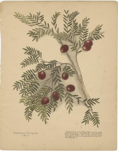 Ensemble de lithographies botaniques de Nouvelle-Zélande coloriées à la main avec Miro &New, 1890