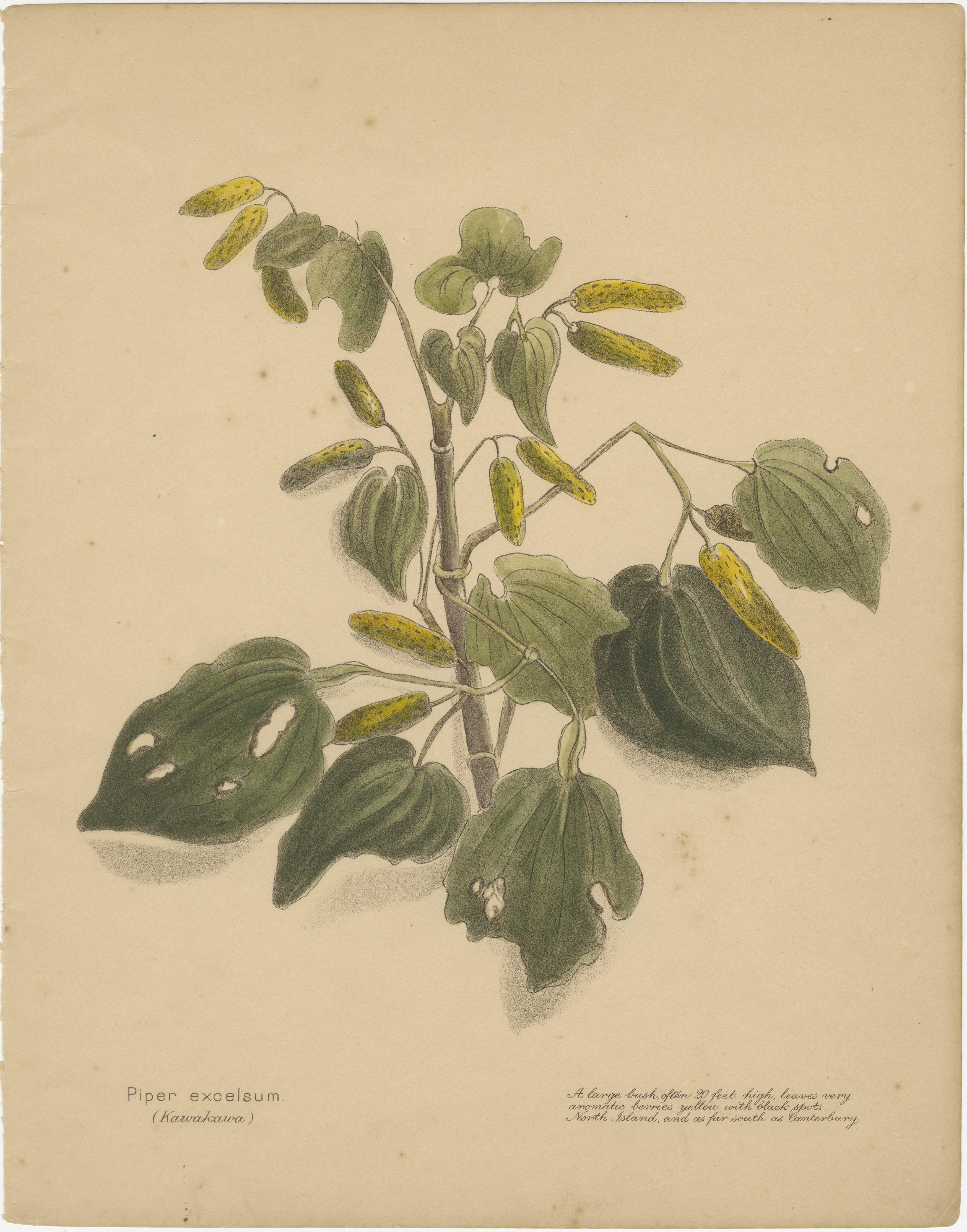 New Zealand Botanical Hand-Colored Lithograph Set with Miro & Kawakawa, 1890 In Good Condition For Sale In Langweer, NL