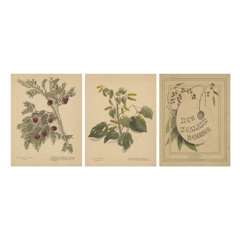 New Zealand Botanical Hand-Colored Lithograph Set with Miro & Kawakawa, 1890