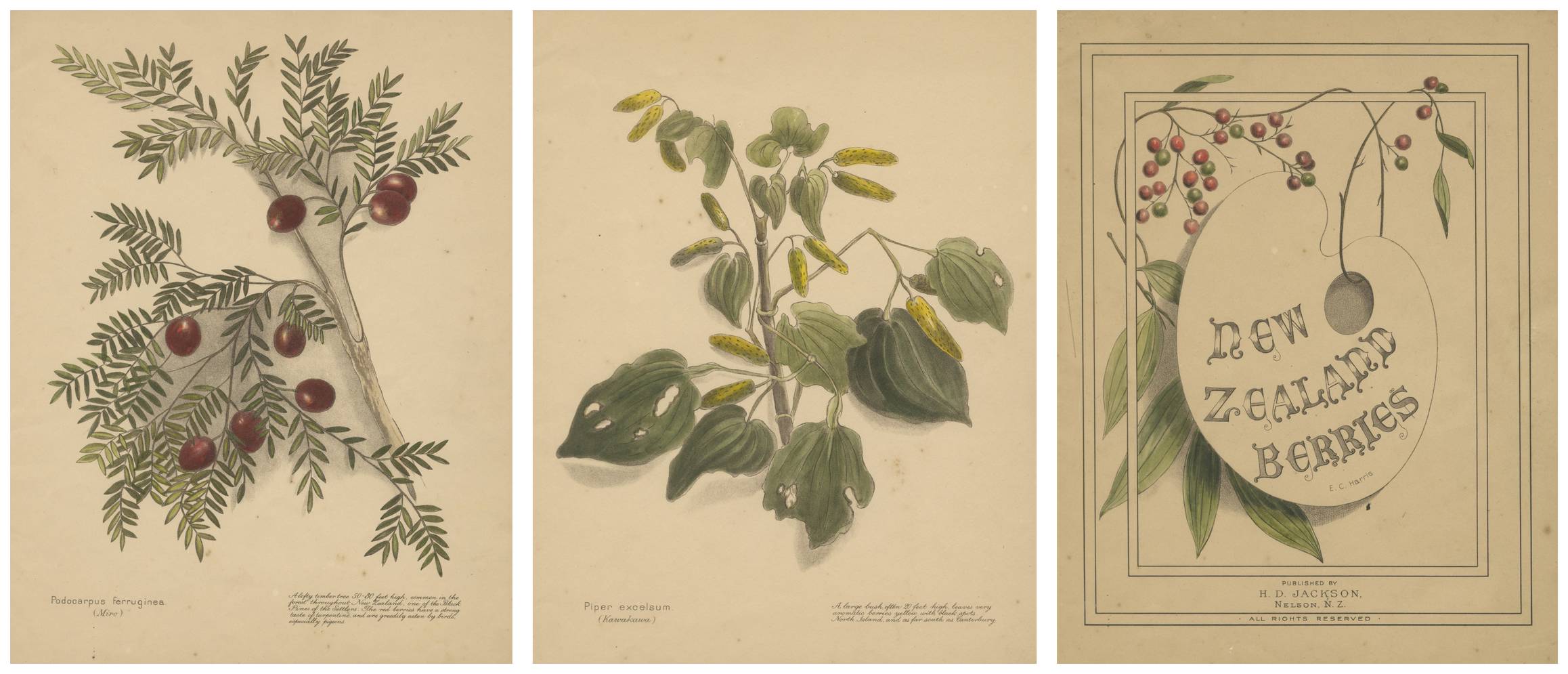 New Zealand Botanical Hand-Colored Lithograph Set with Miro & Kawakawa, 1890 For Sale