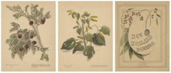 New Zealand Botanical Hand-Colored Lithograph Set with Miro & Kawakawa, 1890