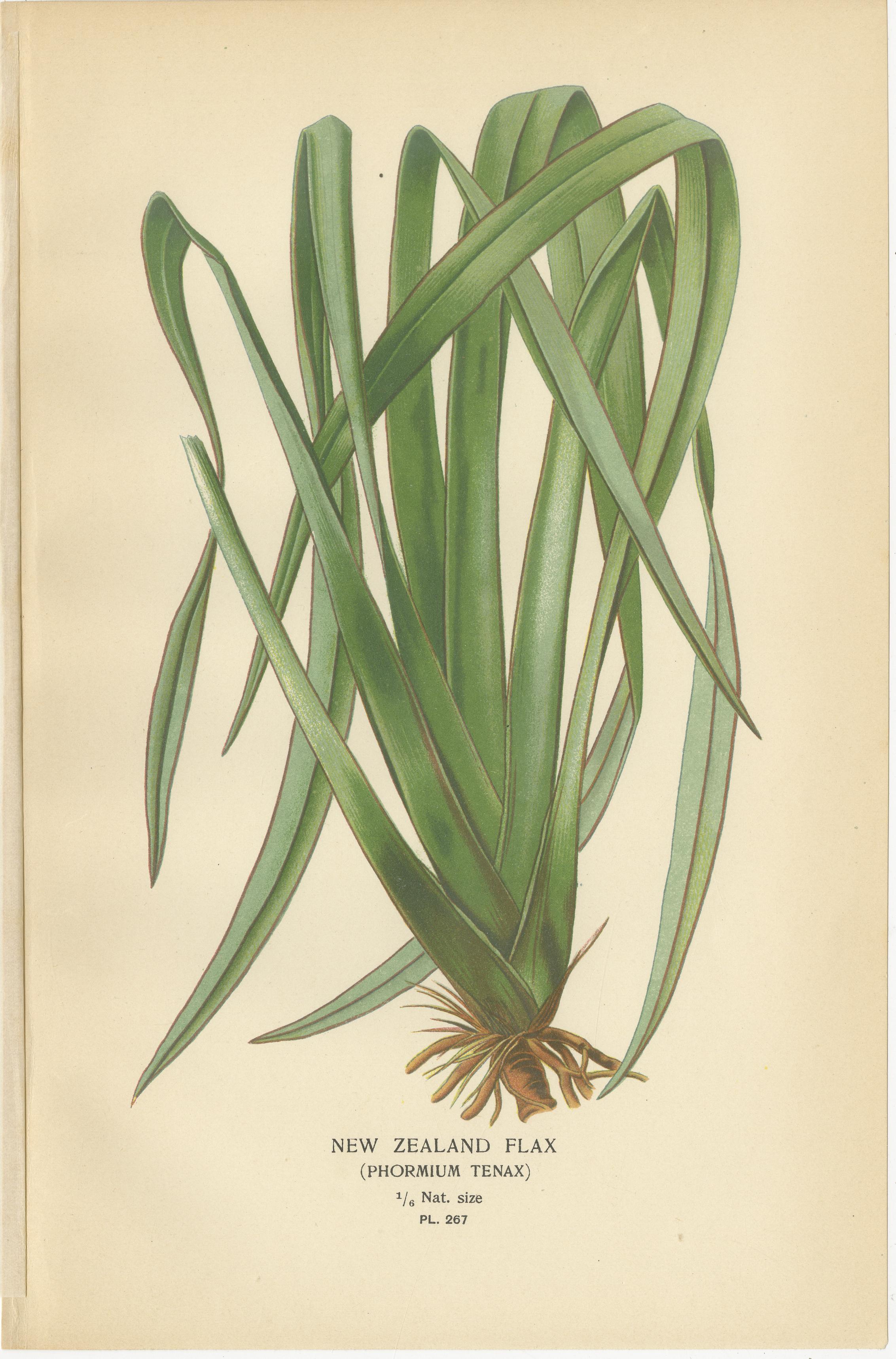 Paper New Zealand Flax, Plantain Lily & Flame Flower – Antique Botanical Prints 1897 For Sale
