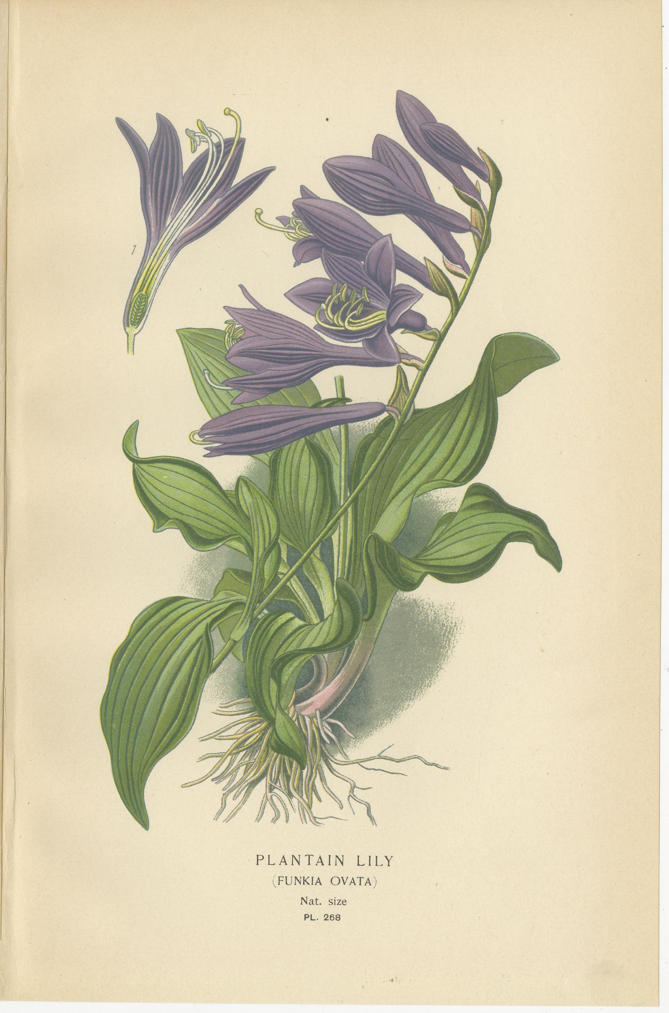New Zealand Flax, Plantain Lily & Flame Flower – Antique Botanical Prints 1897 For Sale 1