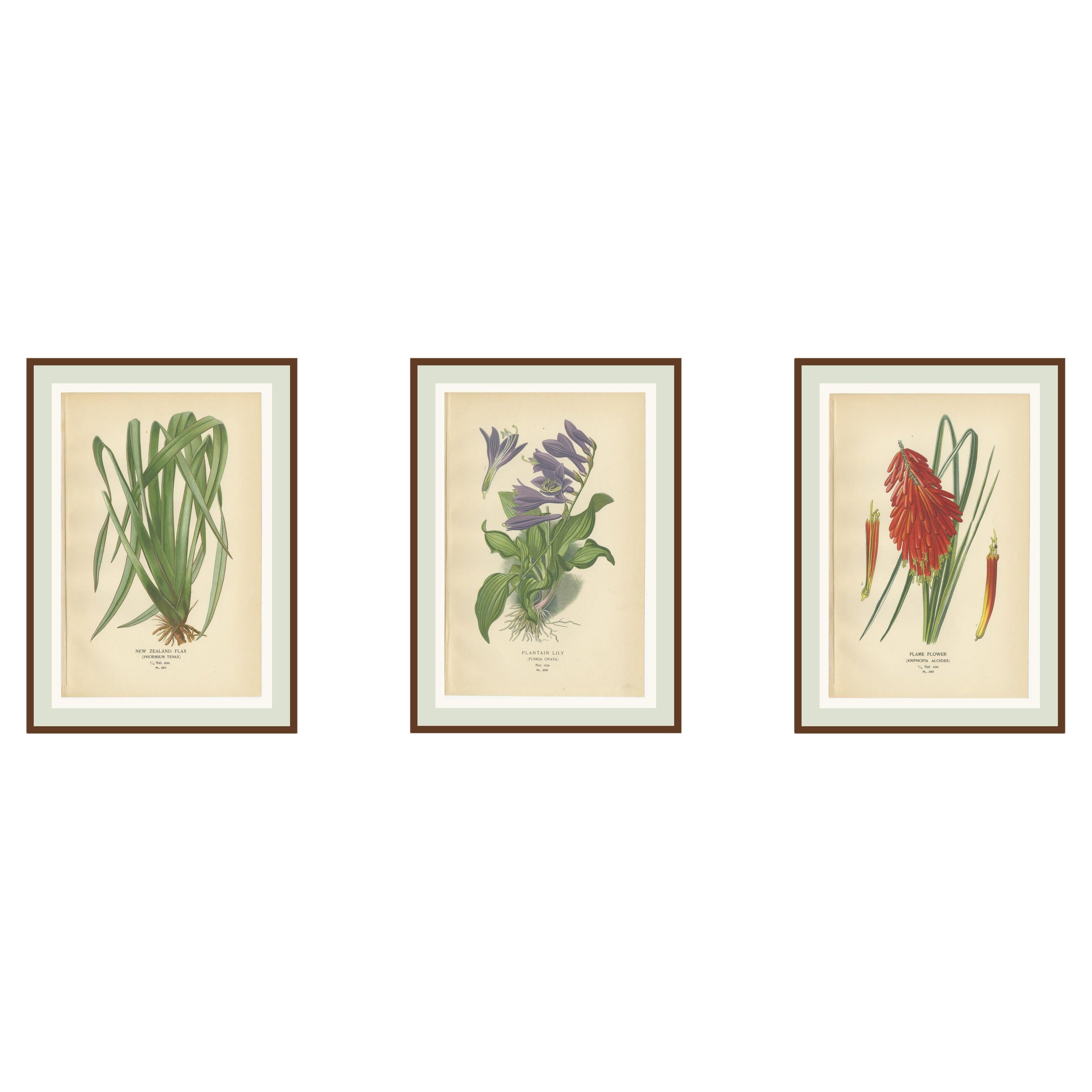 Lino della Nuova Zelanda, piantaggine e fiore di fiamma - Stampe botaniche antiche 1897