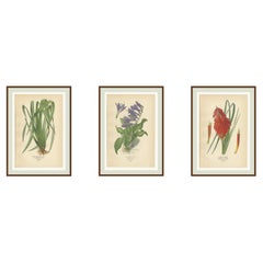 New Zealand Flax, Plantain Lily & Flame Flower – Antique Botanical Prints 1897