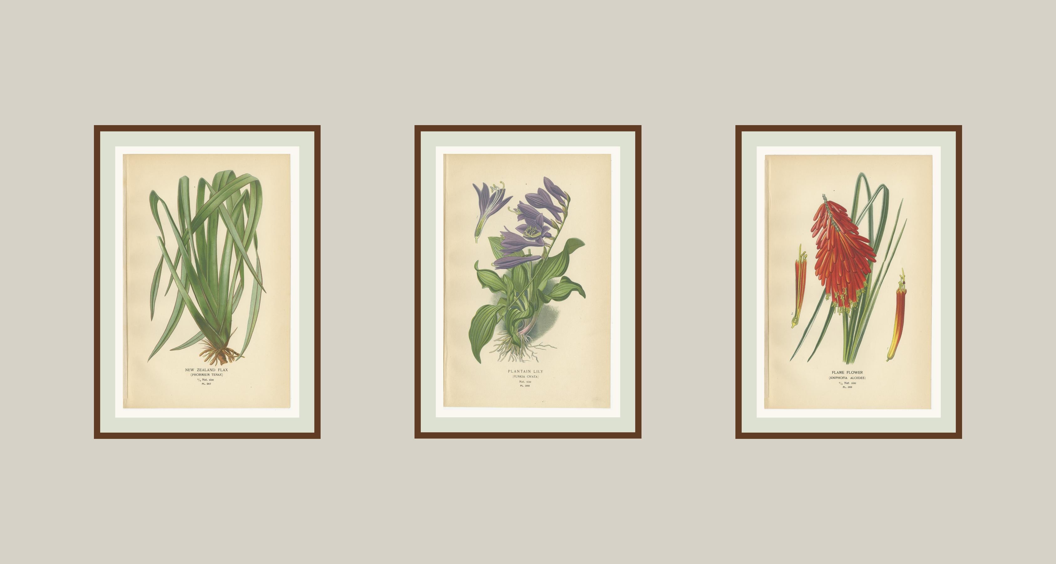 Neuseeländischer Flachs, Wegerich Lilie & Flammenblume - Antike botanische Drucke 1897