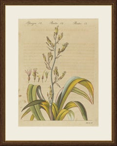 New Zealand Flax with Flower Details, Antique Bertuch Print, circa 1815
