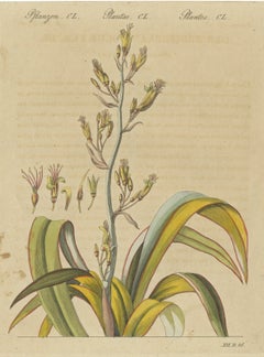 New Zealand Flax with Flower Details, Antique Bertuch Print, circa 1815
