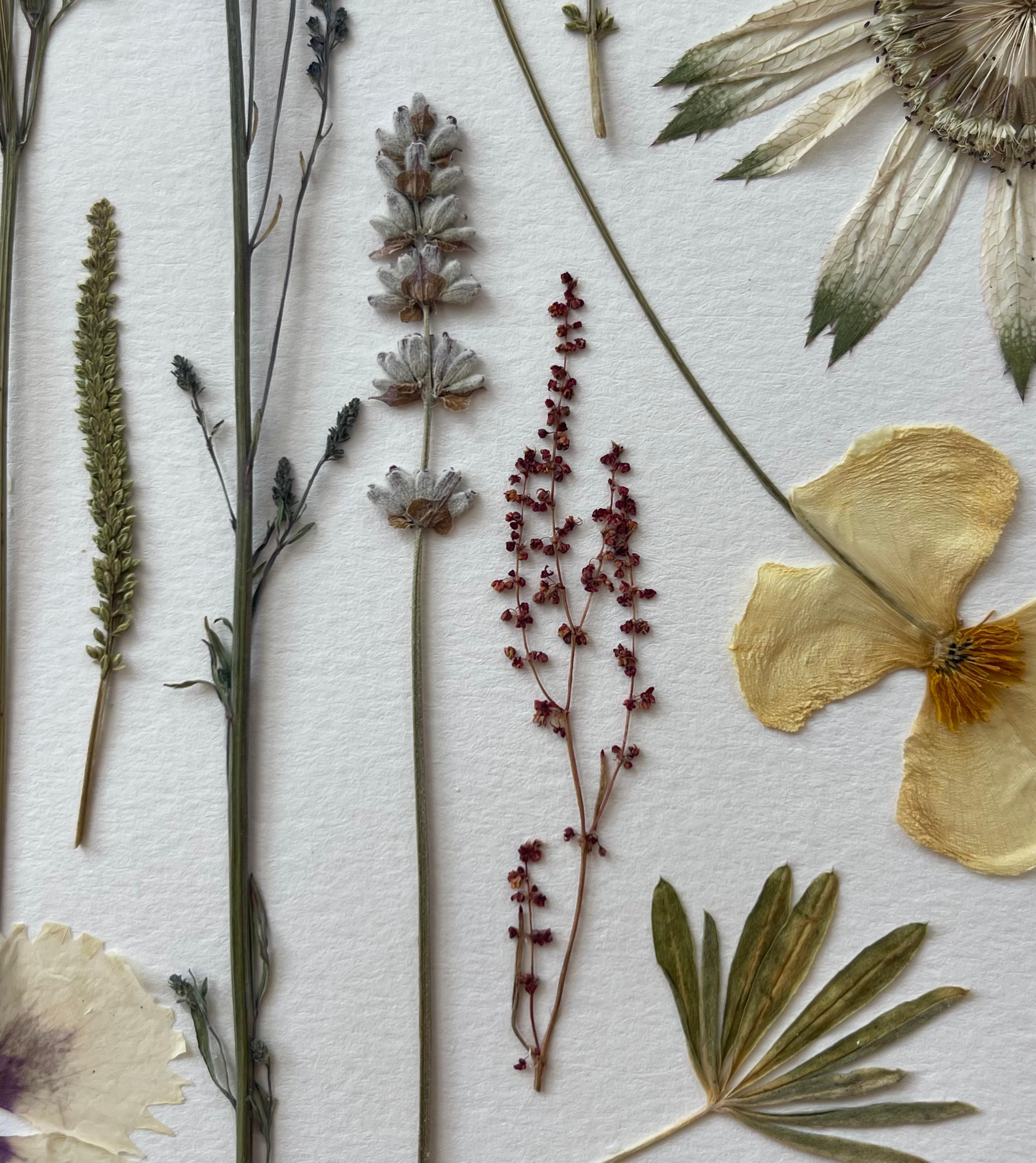 Matériaux organiques « Nouvelle-Zélande Magic » pressé botanique par Liz Cutler  en vente