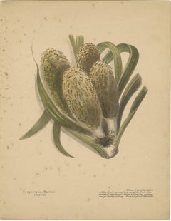 Piante autoctone della Nuova Zelanda - Set di tre litografie colorate a mano, 1890