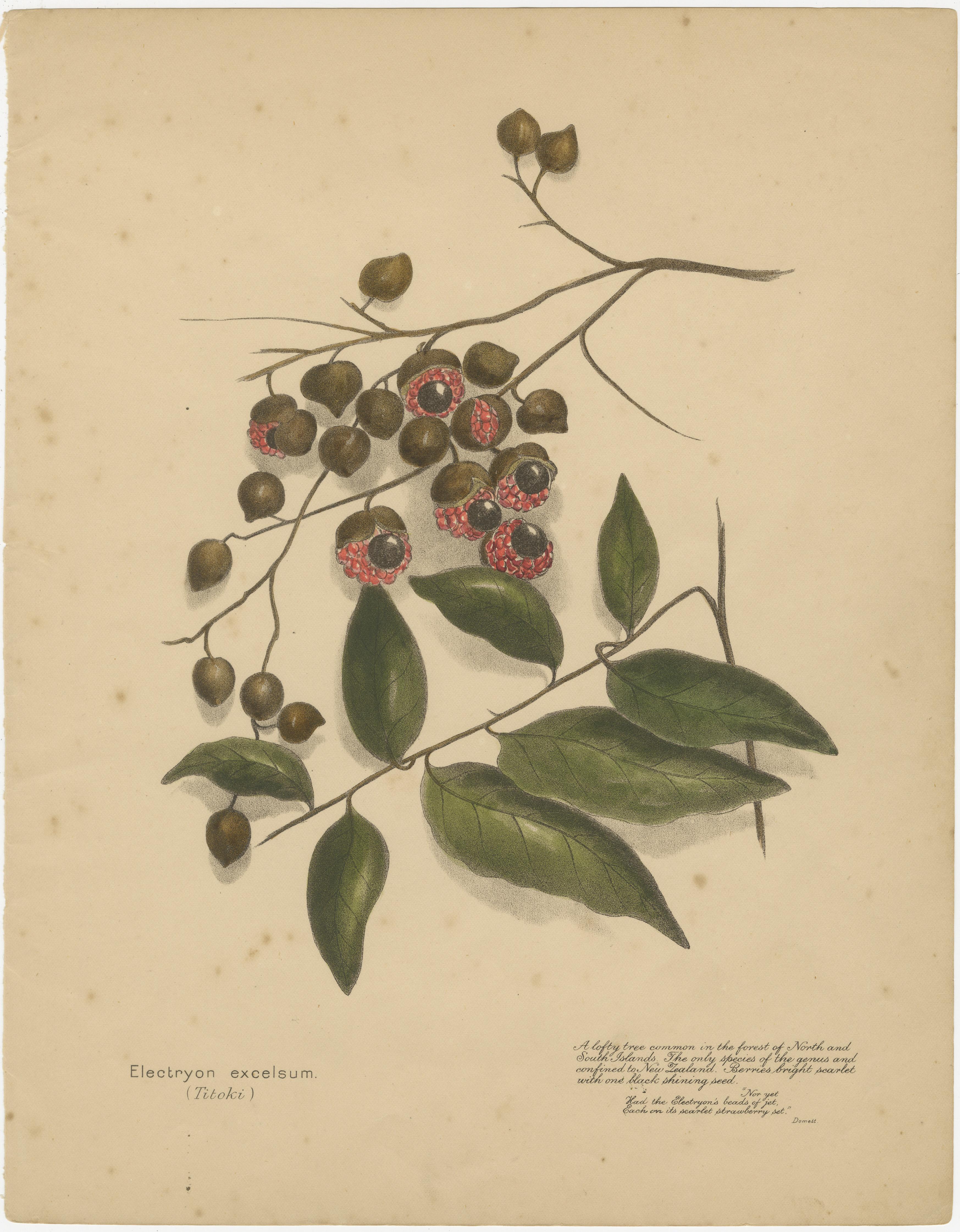 New Zealand Native Berry Plants – Set of Three Hand-Colored Lithographs, 1890 In Good Condition For Sale In Langweer, NL