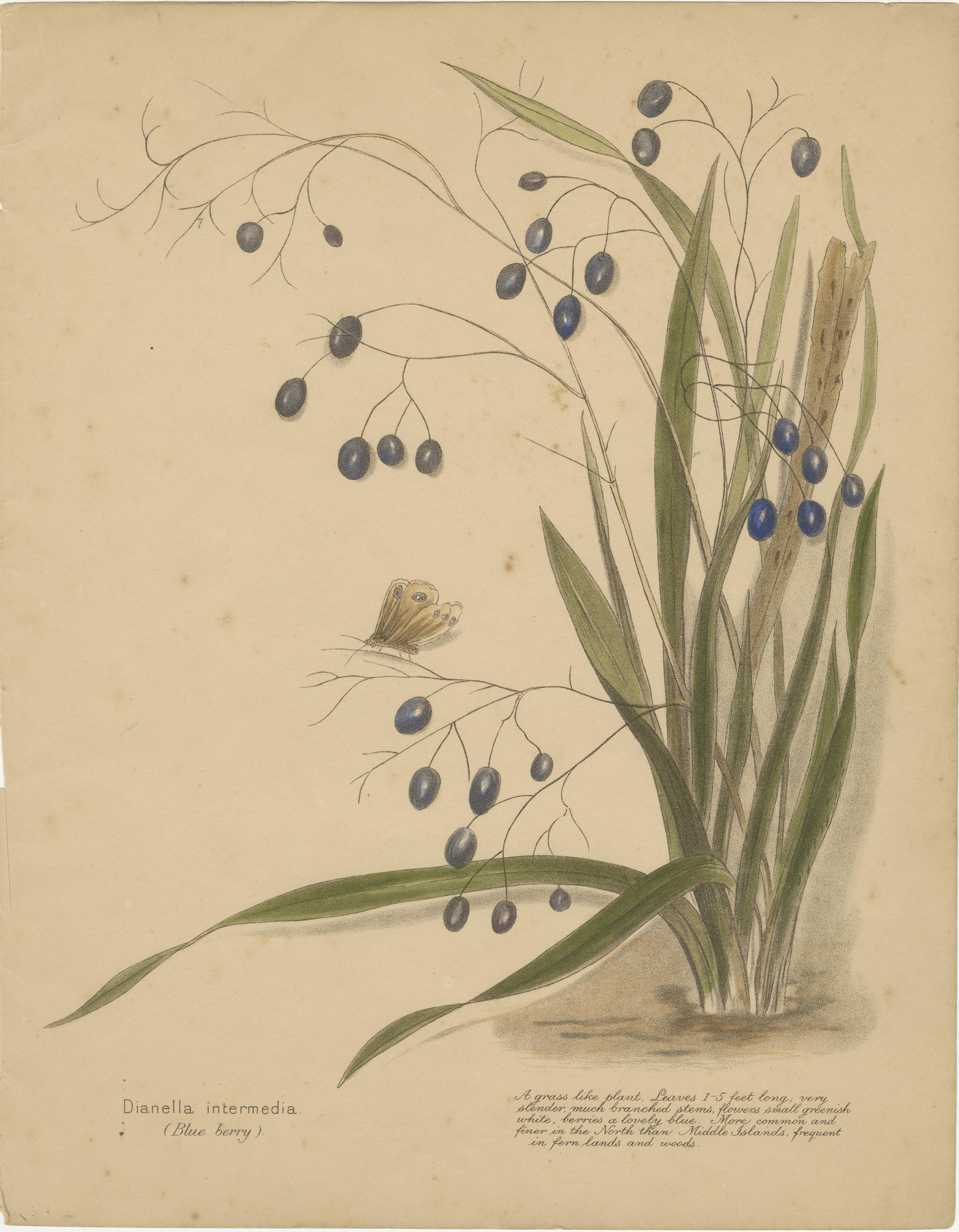 19th Century New Zealand Native Berry Plants – Set of Three Hand-Colored Lithographs, 1890 For Sale