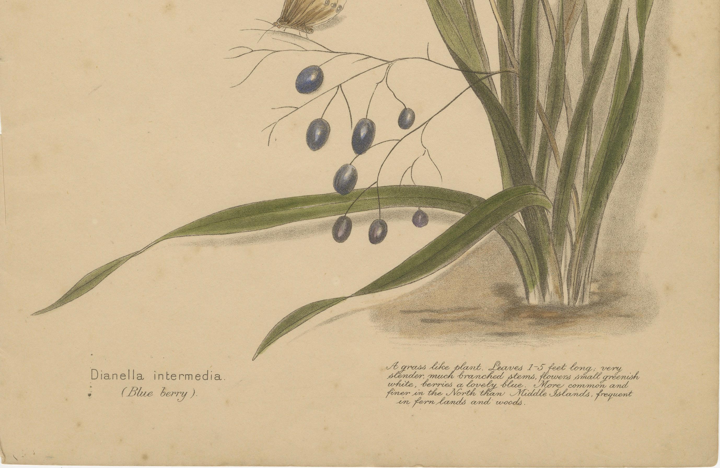 Paper New Zealand Native Berry Plants – Set of Three Hand-Colored Lithographs, 1890 For Sale