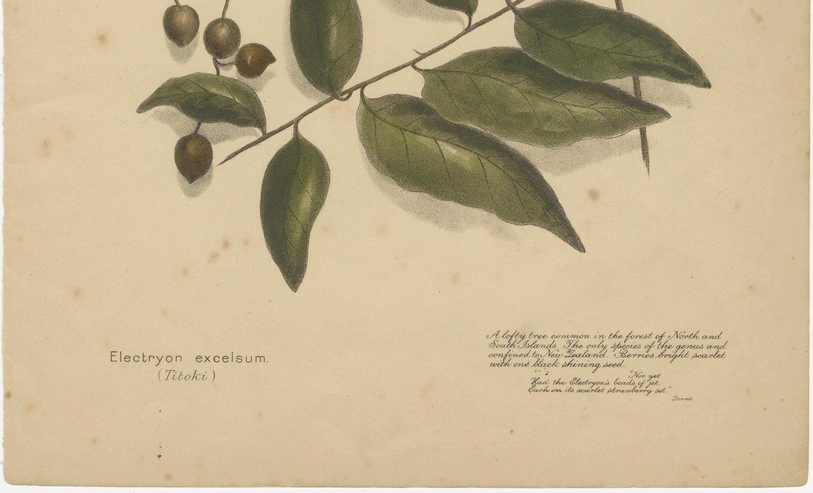 New Zealand Native Berry Plants – Set of Three Hand-Colored Lithographs, 1890 For Sale 1