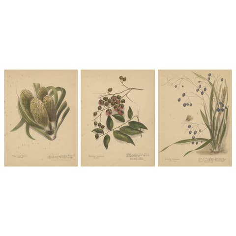 New Zealand Native Berry Plants – Set of Three Hand-Colored Lithographs, 1890