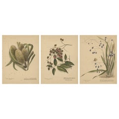 New Zealand Native Berry Plants – Set of Three Hand-Colored Lithographs, 1890
