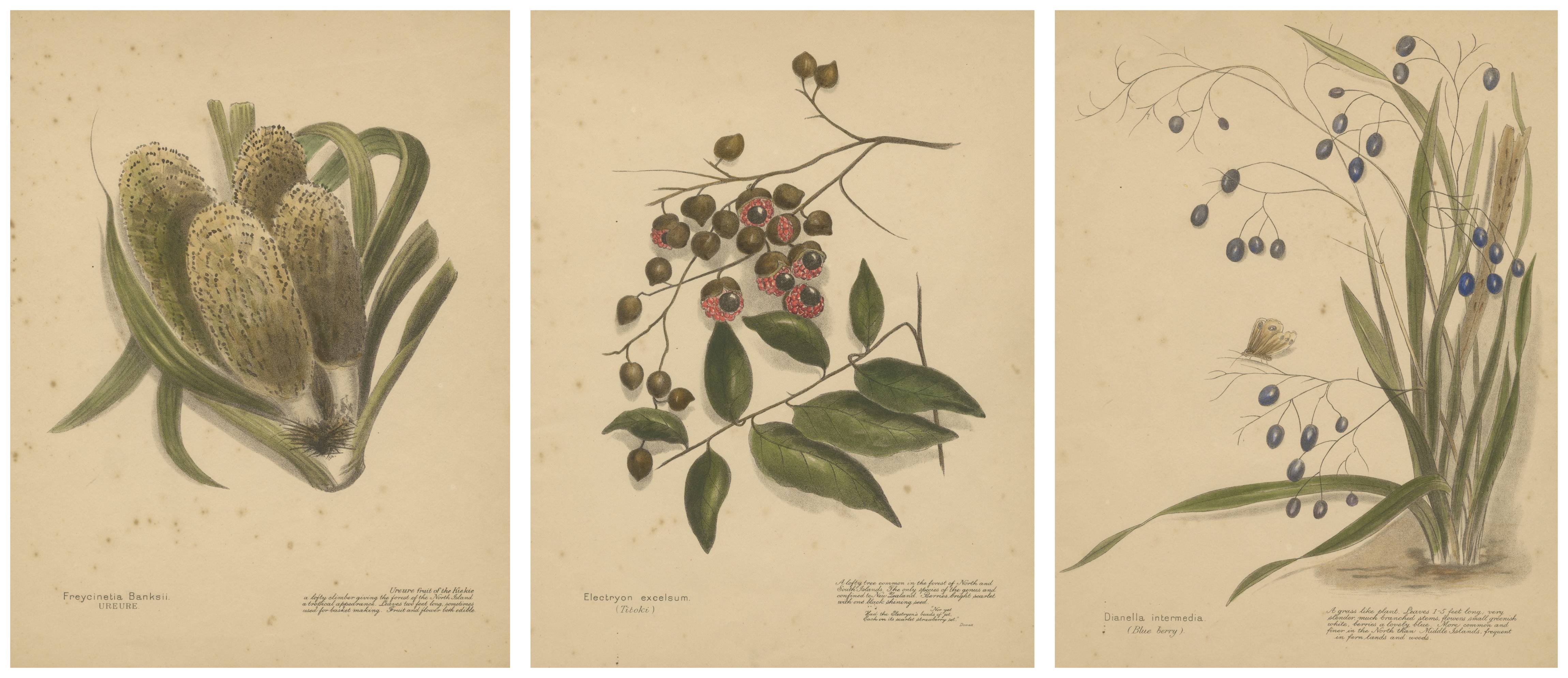 New Zealand Native Berry Plants – Set of Three Hand-Colored Lithographs, 1890 For Sale