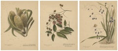 New Zealand Native Berry Plants – Set of Three Hand-Colored Lithographs, 1890