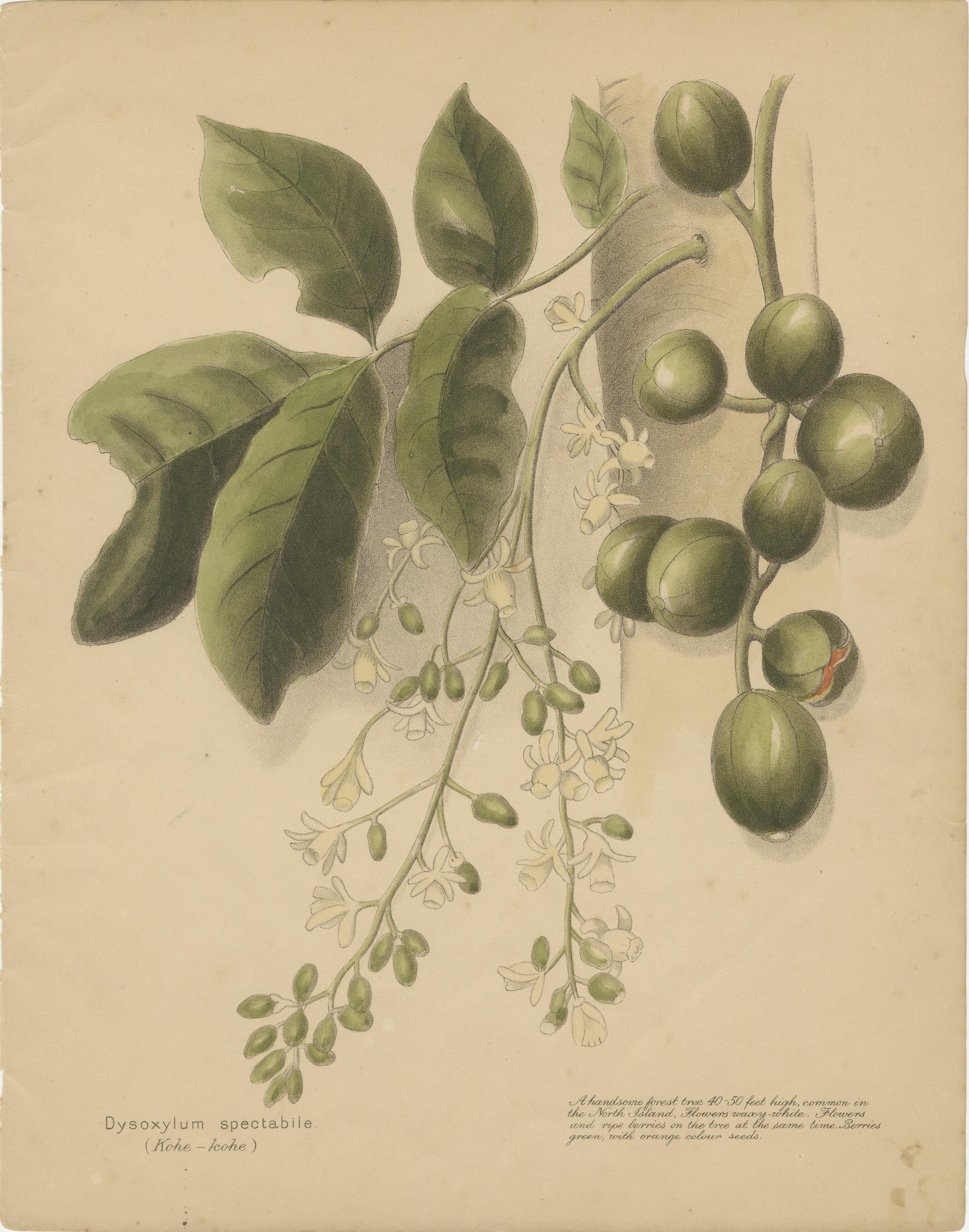 New Zealand Native Plants & Fruits – Set of Three Botanical Lithographs, 1890

This striking set of three hand-colored lithographs from the rare 1890 publication New Zealand Berries offers a richly detailed look at native plants bearing fruit and