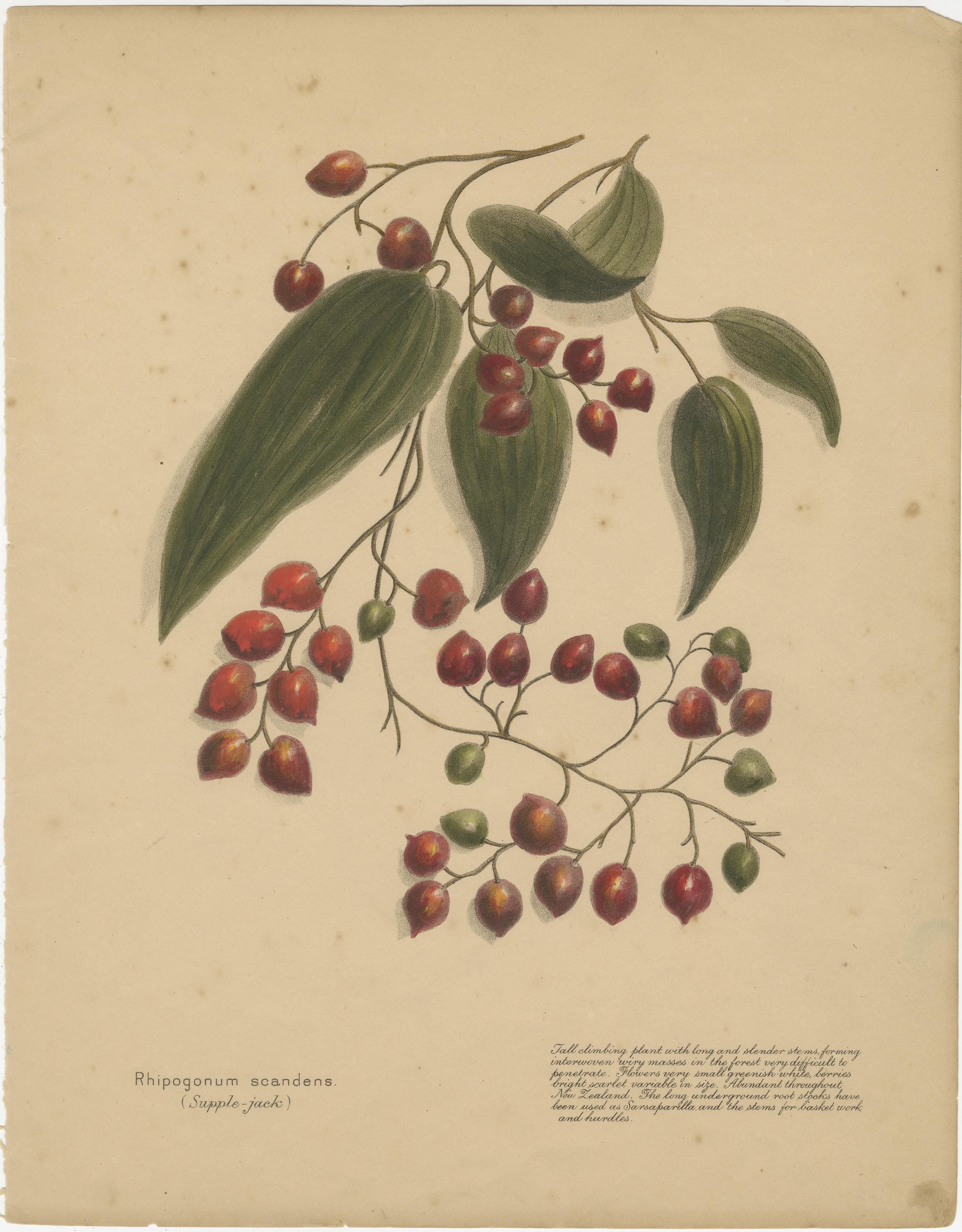 New Zealand Native Plants & Fruits – Set of Three Botanical Lithographs, 1890 In Good Condition For Sale In Langweer, NL