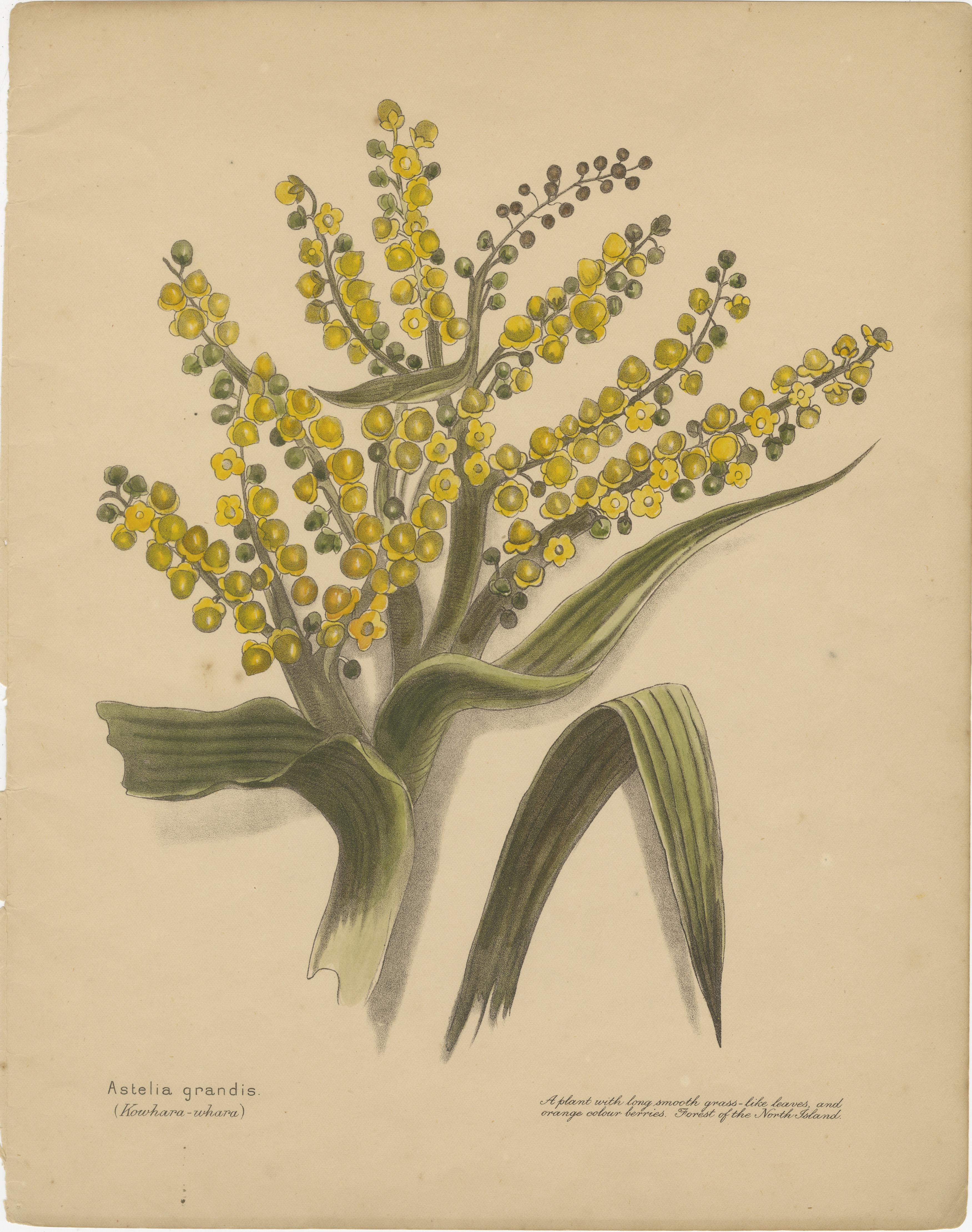 19th Century New Zealand Native Plants & Fruits – Set of Three Botanical Lithographs, 1890 For Sale