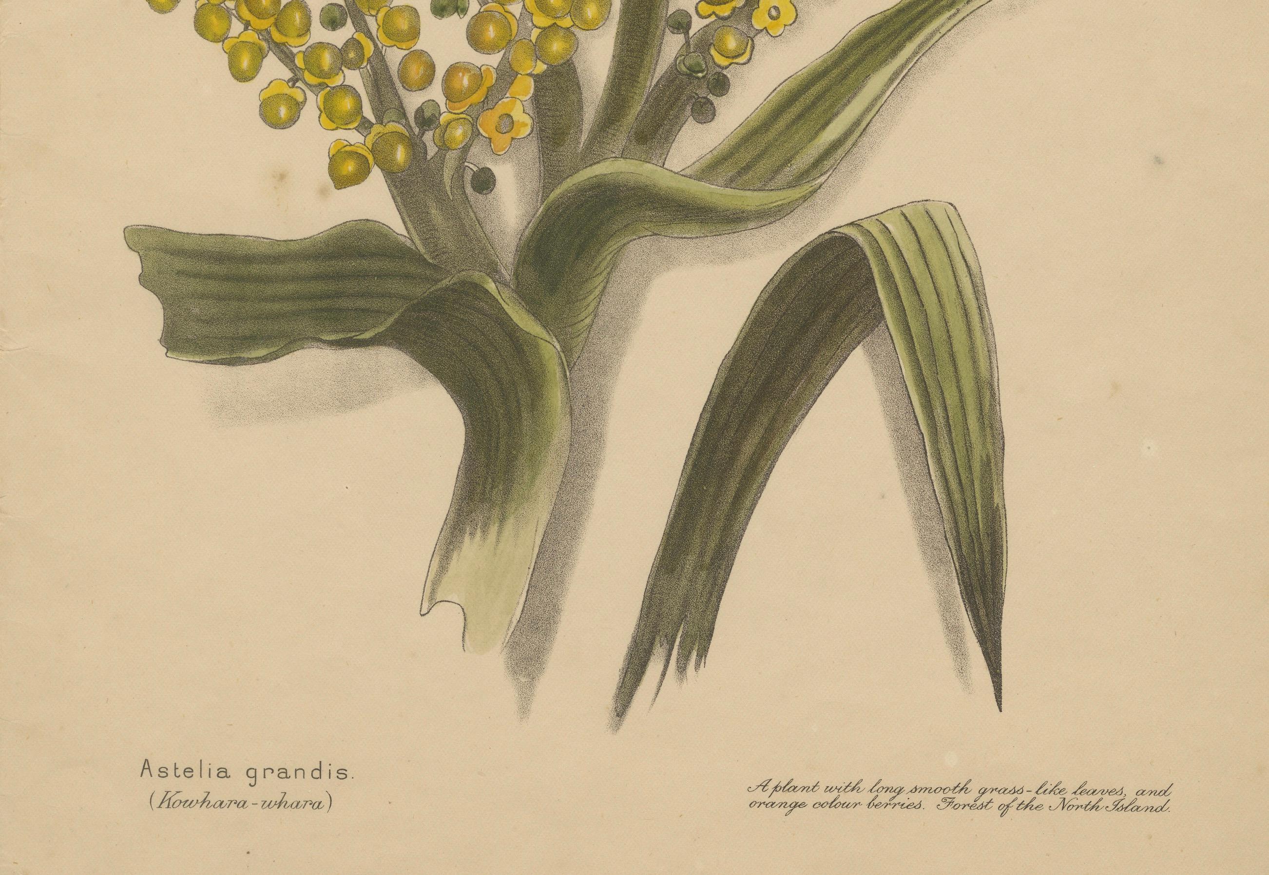 Paper New Zealand Native Plants & Fruits – Set of Three Botanical Lithographs, 1890 For Sale