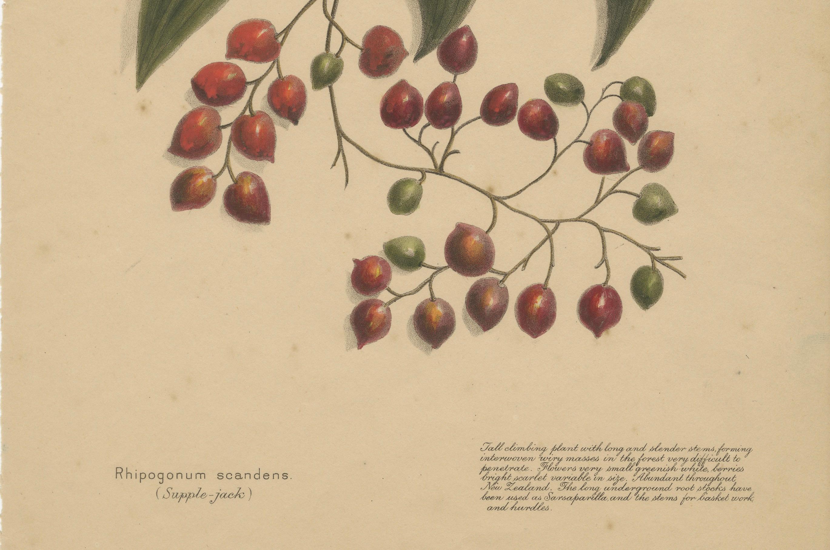 New Zealand Native Plants & Fruits – Set of Three Botanical Lithographs, 1890 For Sale 1