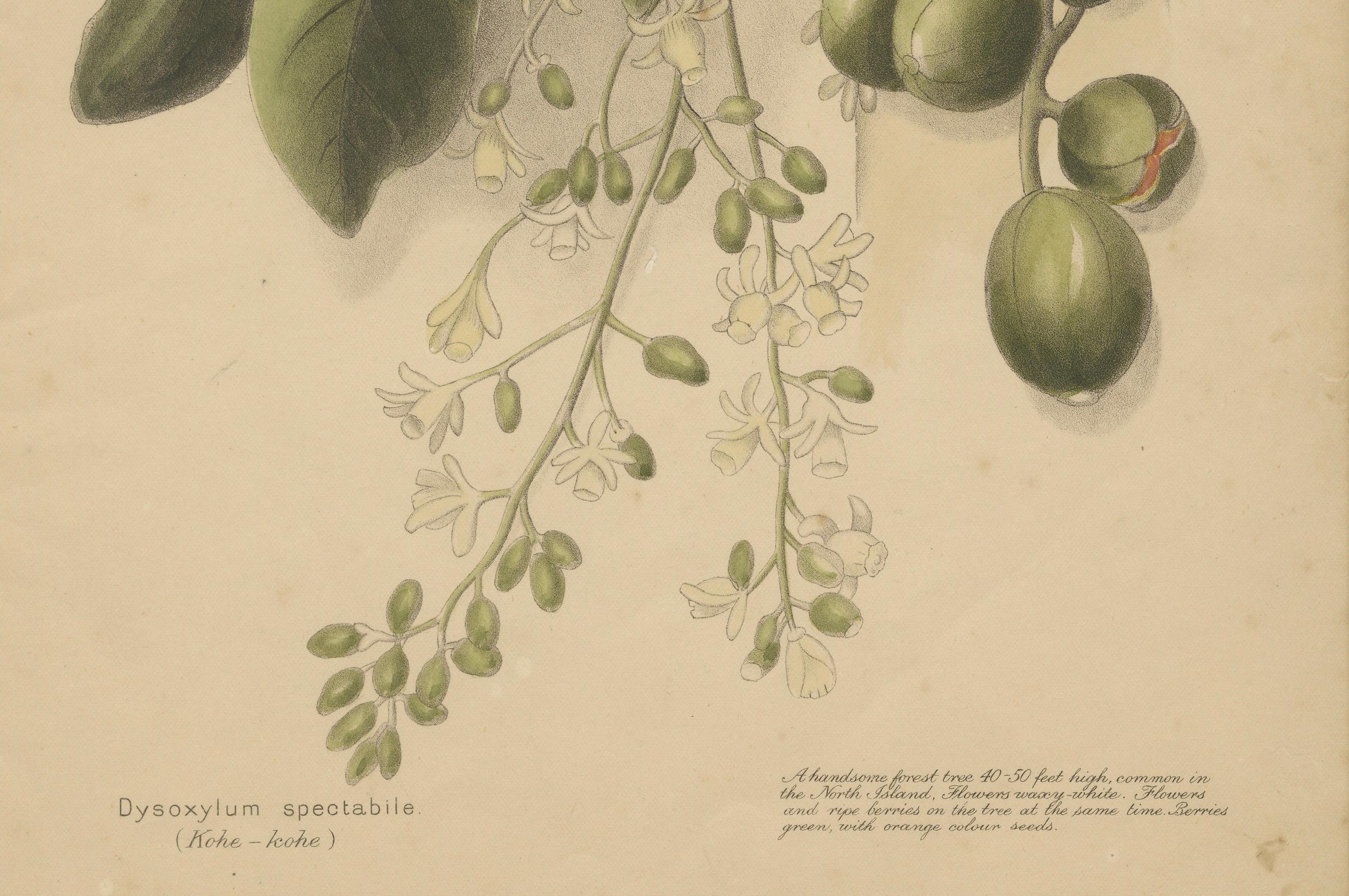 New Zealand Native Plants & Fruits – Set of Three Botanical Lithographs, 1890 For Sale 2
